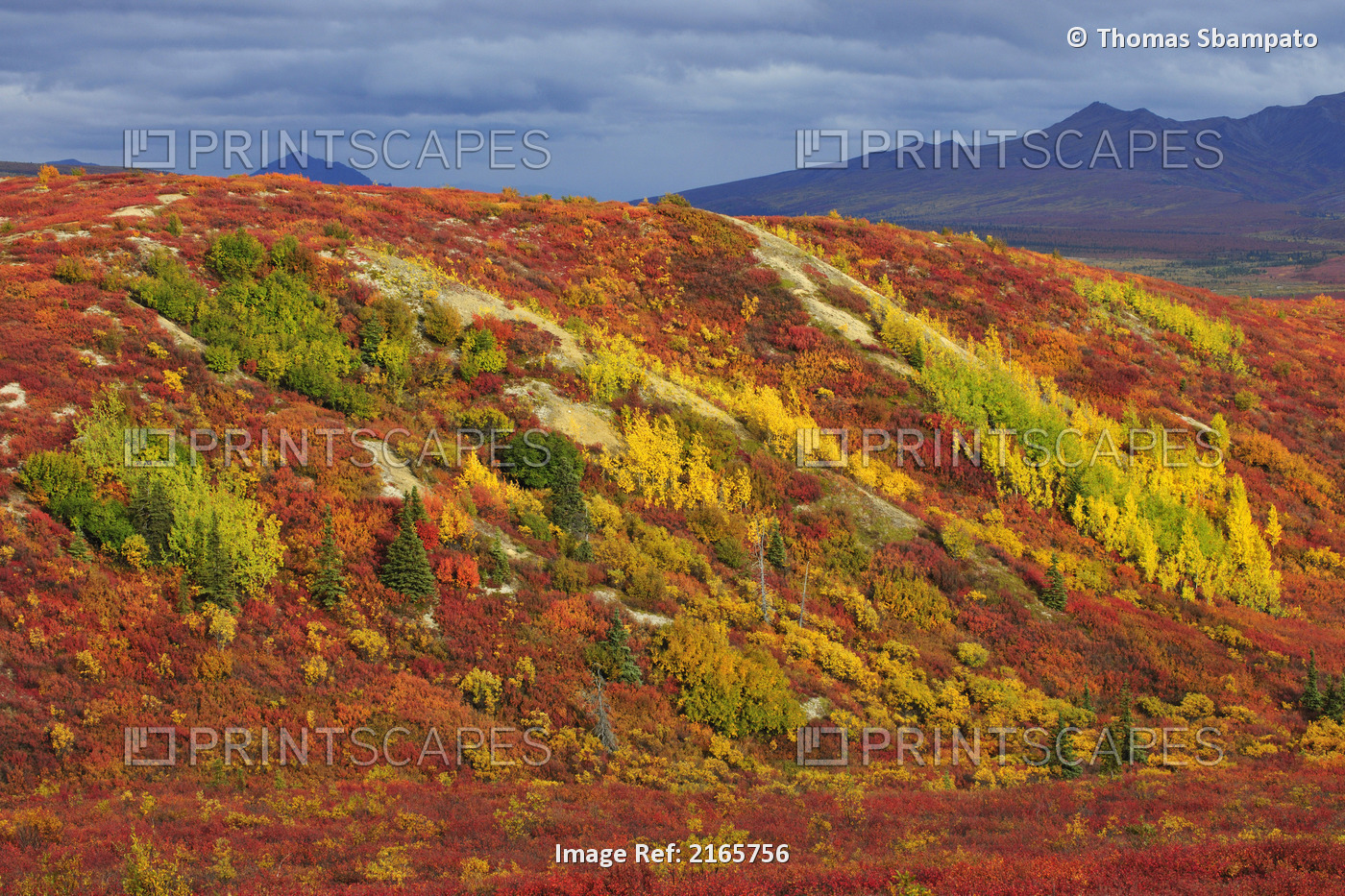 Colorful Scenic Of Tundra In Autumn In Denali National Park, Interior Alaska