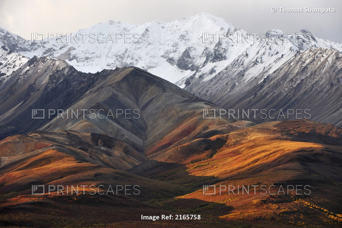 Snowcapped Mountains Of The Alaska Range During Autumn In Denali National Park, ...