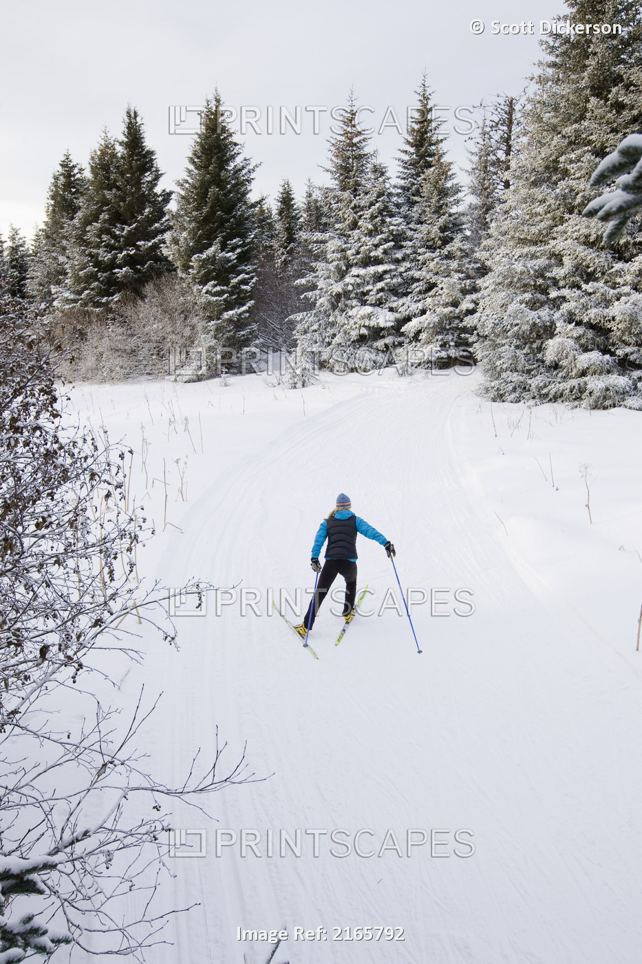 Woman Nordic Skiing On The Baycrest Ski Trails In Winter Near Homer, Kenai ...