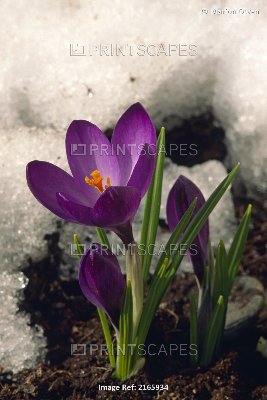 Purple Crocus Blooms Through Spring Snow Kodiak Alaska