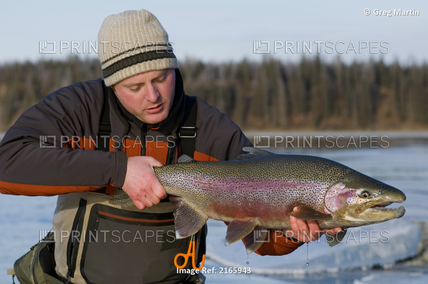 Flyfisherman Holds A Rainbow Trout Along The Kenai River During Winter In Alaska