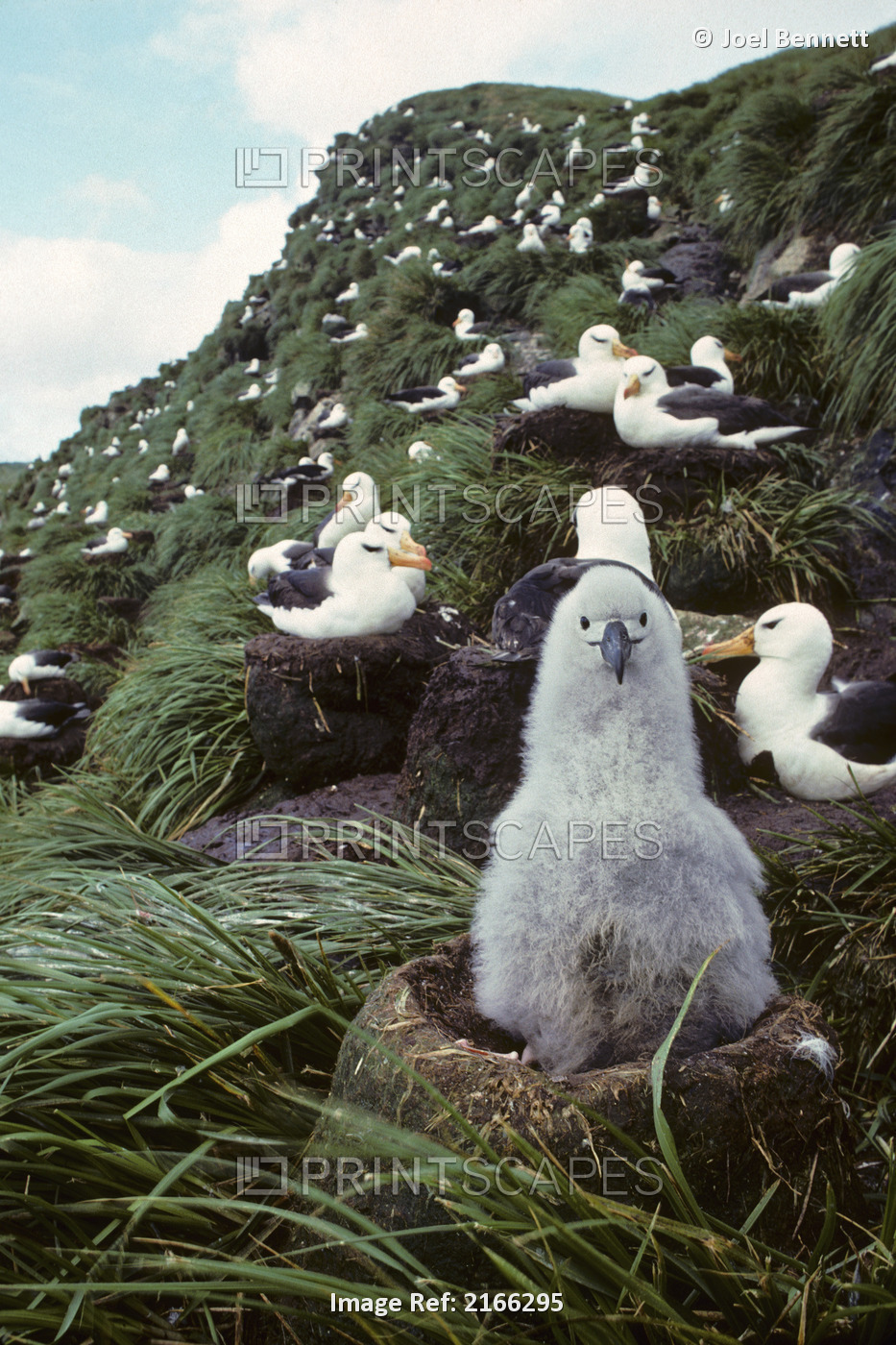 Black-Browed Albatross Chick Sitting On Nest Bird Island Antarctica Spring