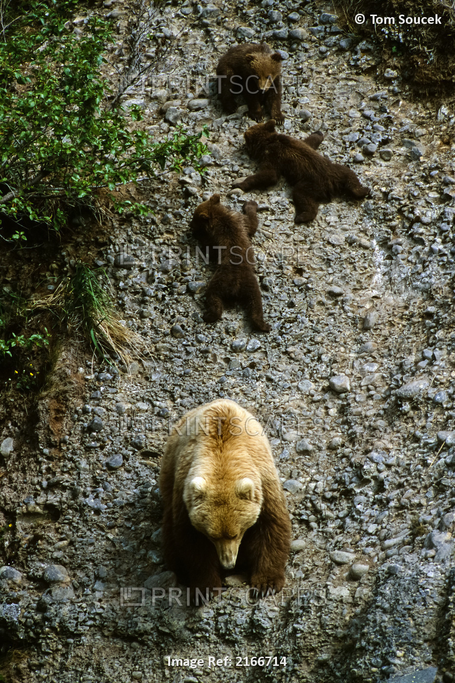 Brown bear (Ursus arctos) sow leads cubs down a slope at McNeil River State ...