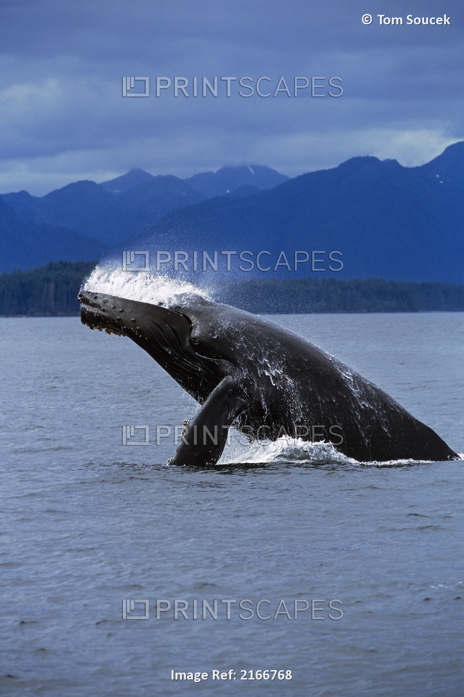 Breaching Humpback Whale Frederick Sound Se Alaska Summer
