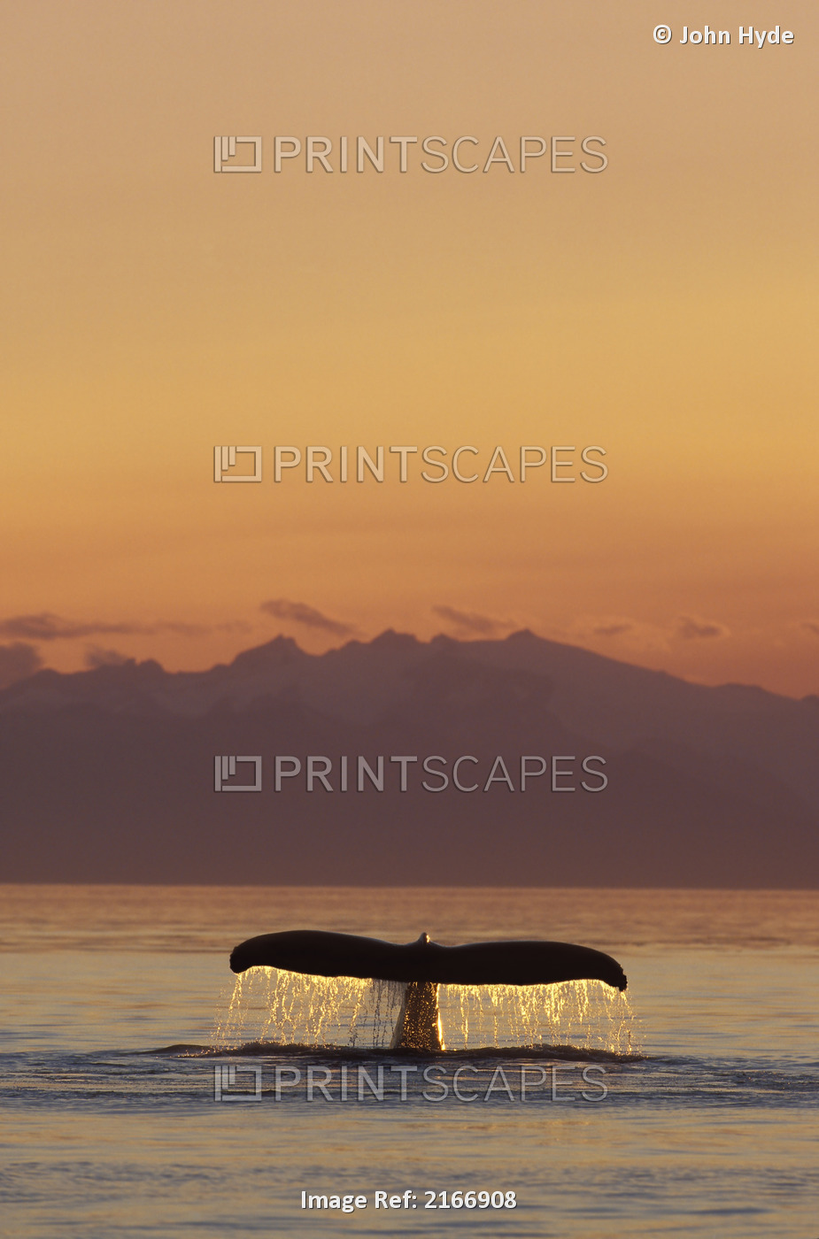 Humpback Whale Fluke @ Sunset Inside Passage Se Ak Summer