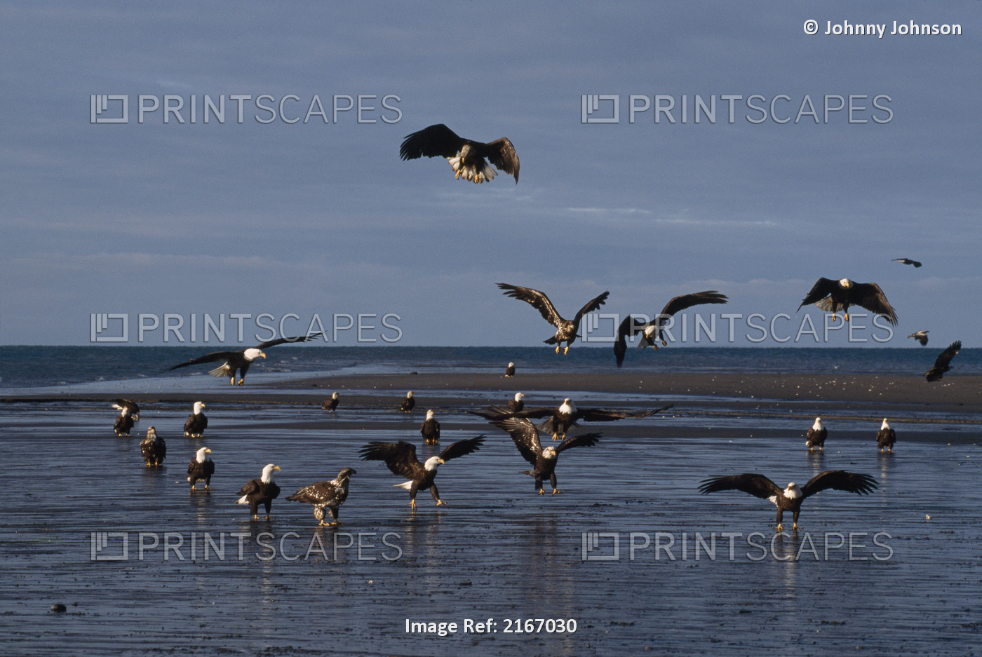 Bald Eagles Gather On Beach, Kachemak Bay, Kenai Peninsula, Alaska, Summer
