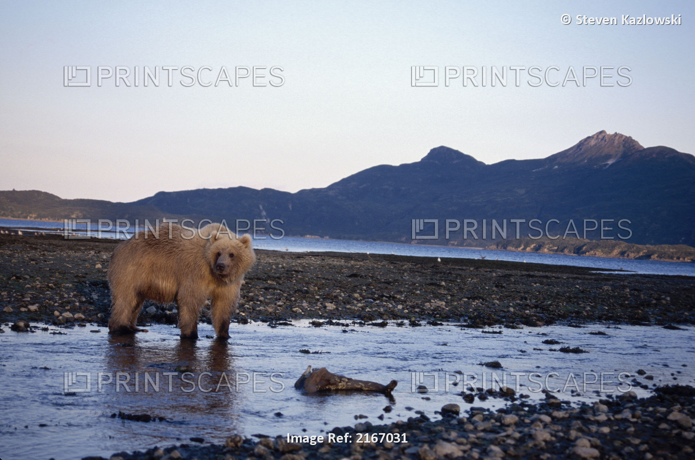 Grizzly Standing In River At Sunset Katmai Np Alaska