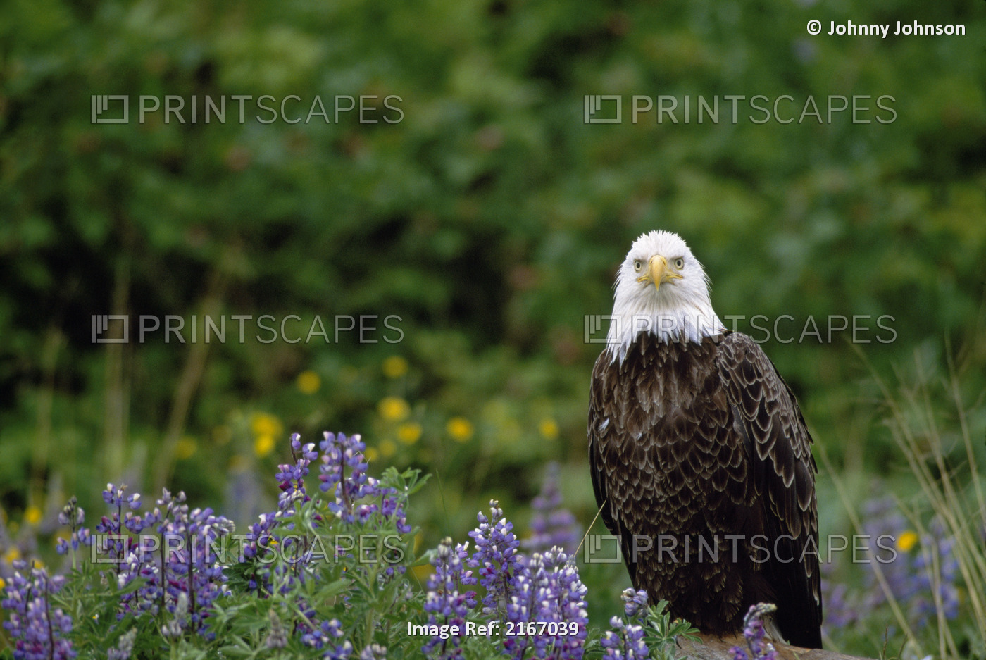Bald Eagle Perched On A Log In A Field Of Lupine Flowers, Aleutian Islands, ...