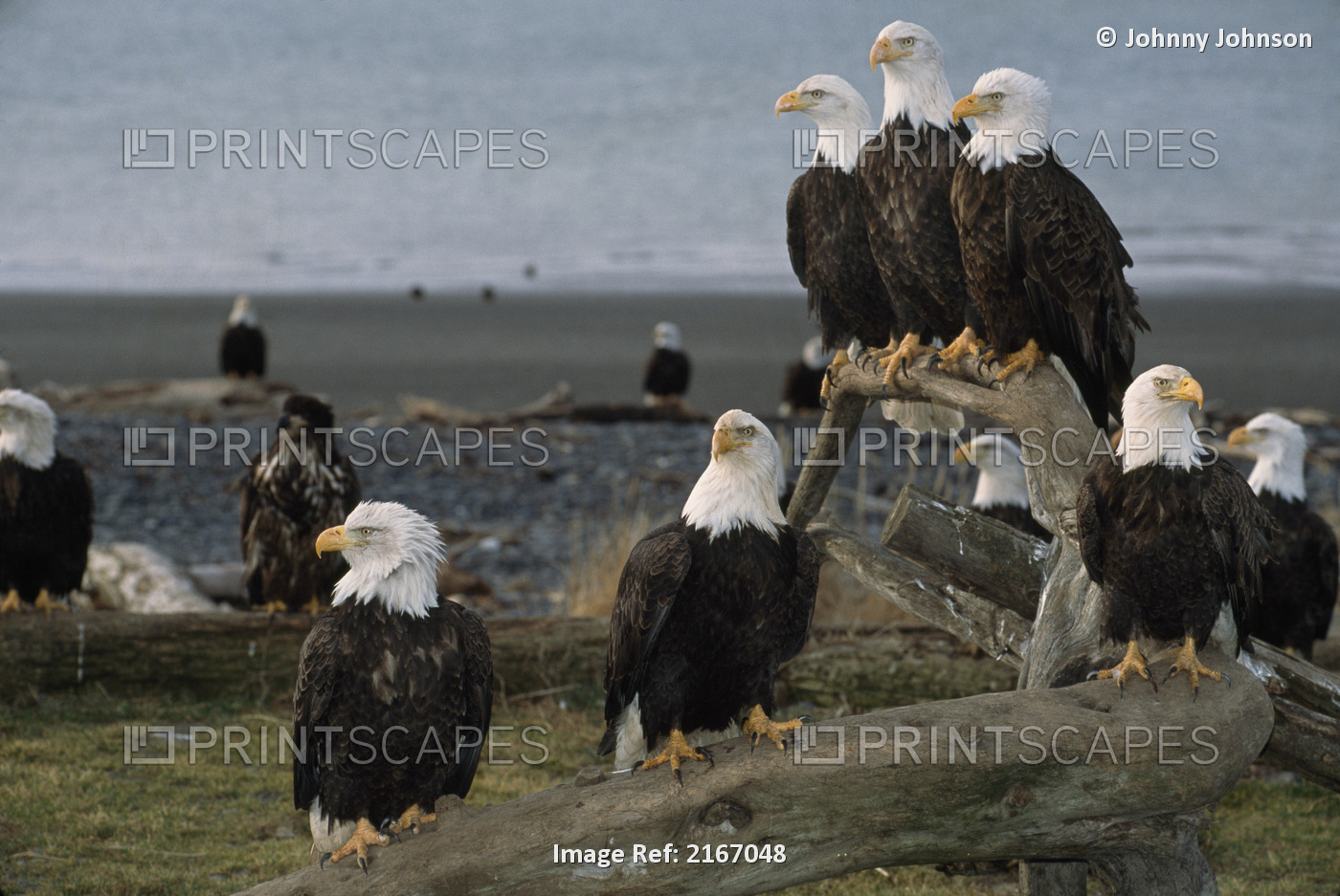 Bald Eagles Gather On Beach, Kachemak Bay, Kenai Peninsula, Alaska, Winter