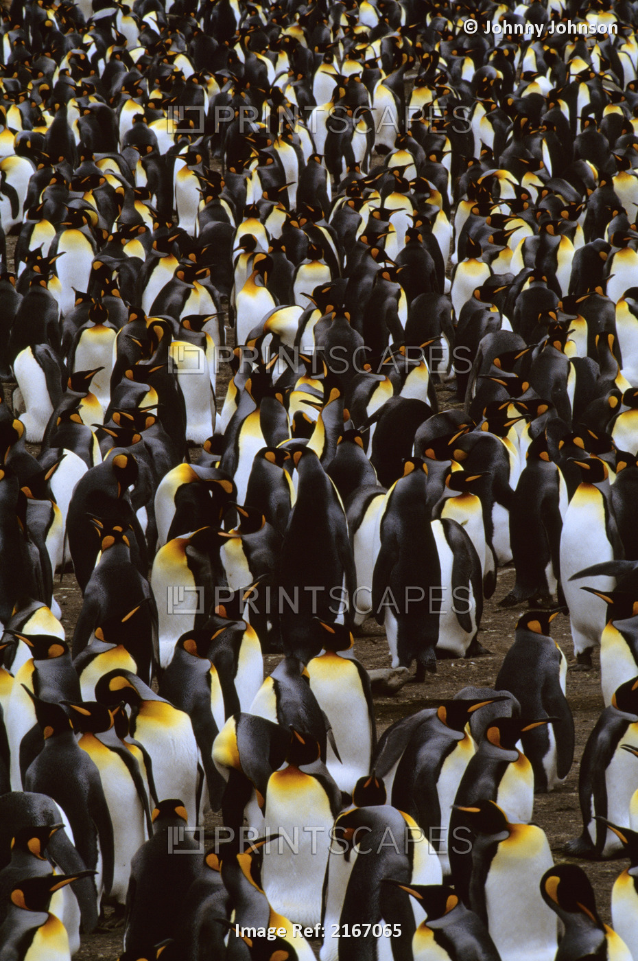King Penguin Rookery. Aptenodytes Patagonicus. Right Whale Bay. Island Of South ...