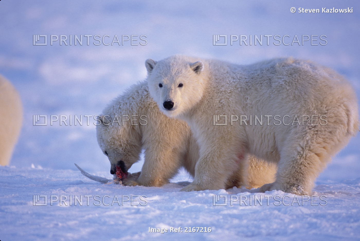 Polar Bear Cubs Walking On Ice Sunset Anwr Alaska