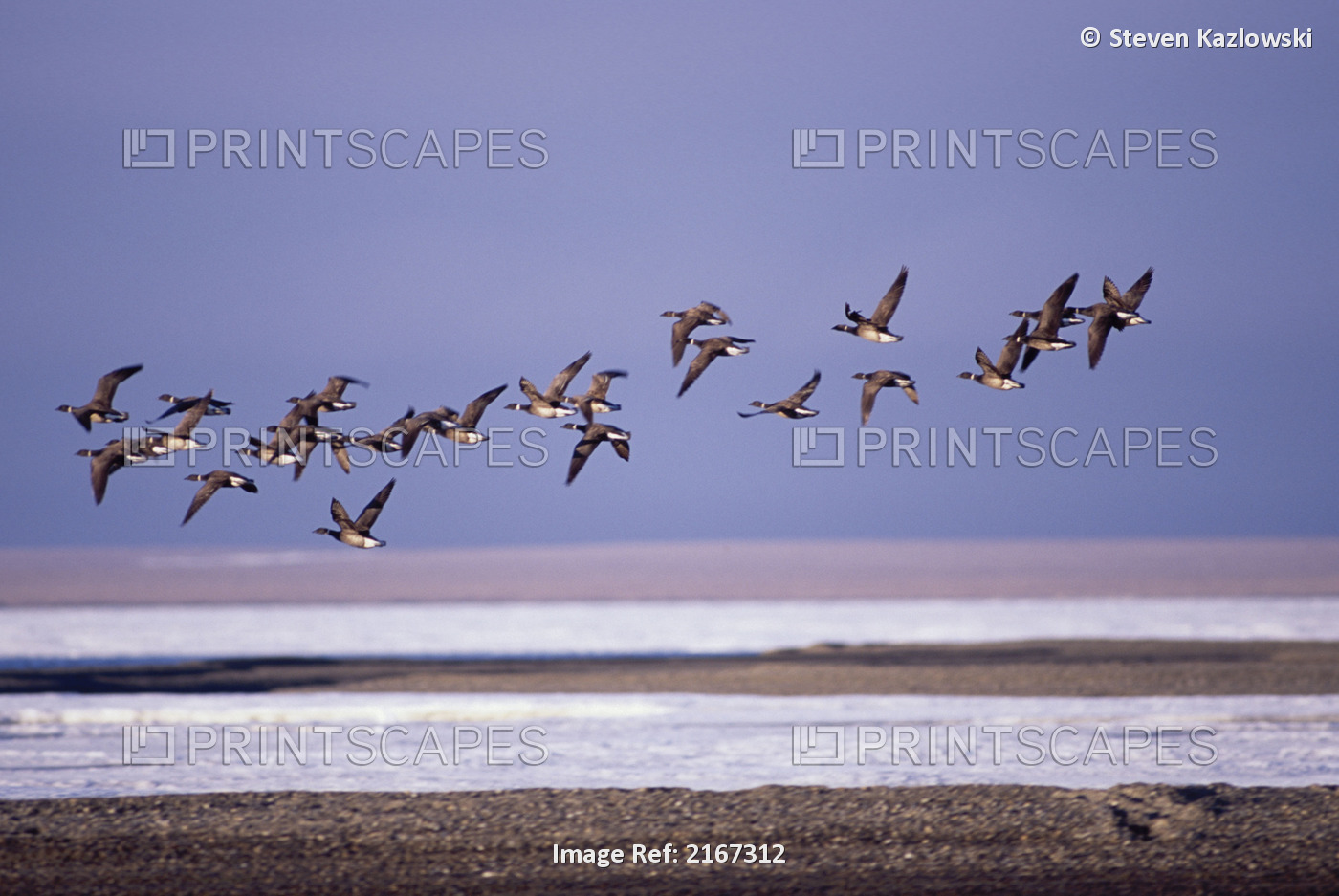 Pacific Brandt Geese In Flight Anwr Alaska