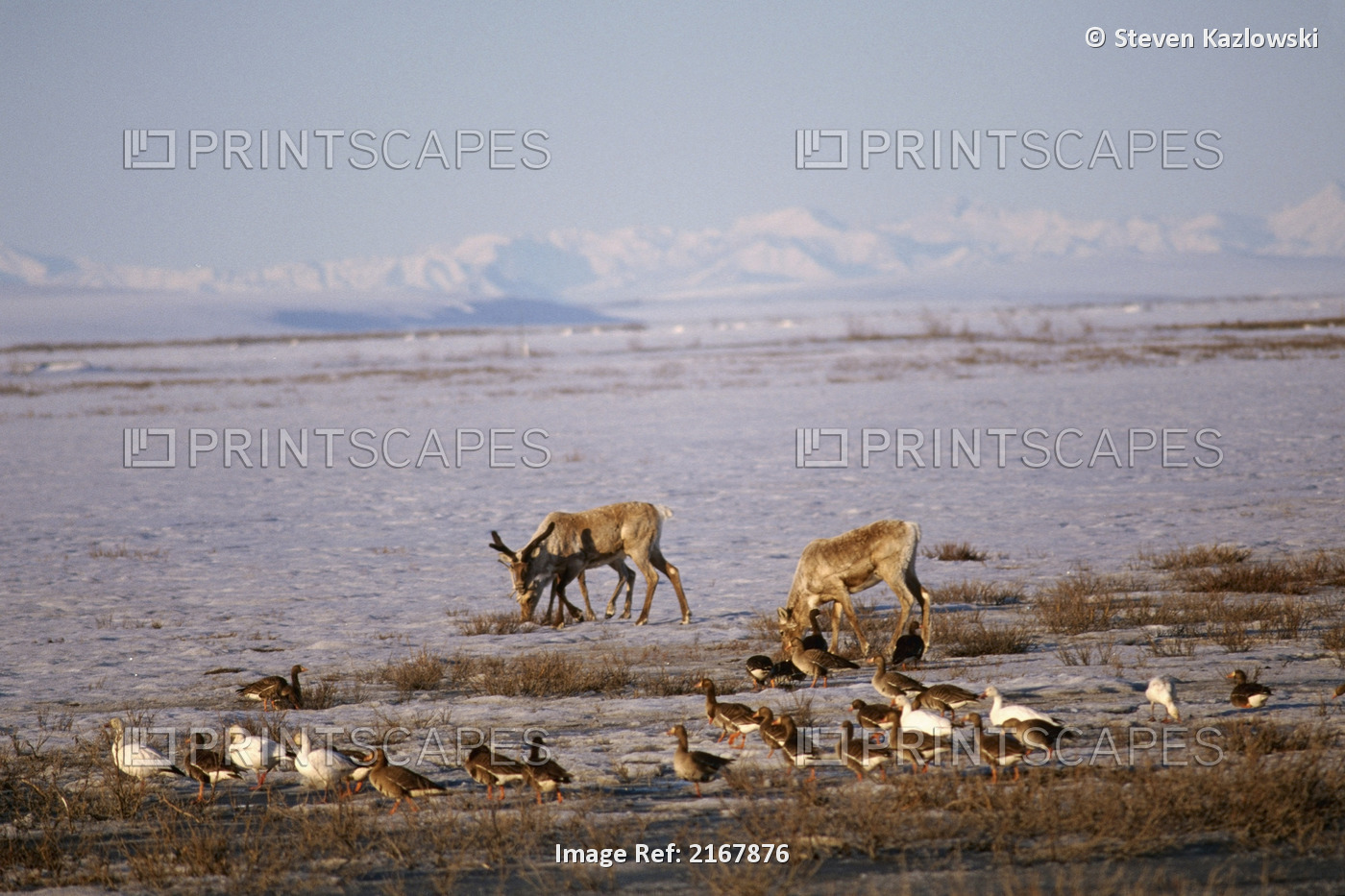 Caribou & Snow Geese Spring Anwr Alaska