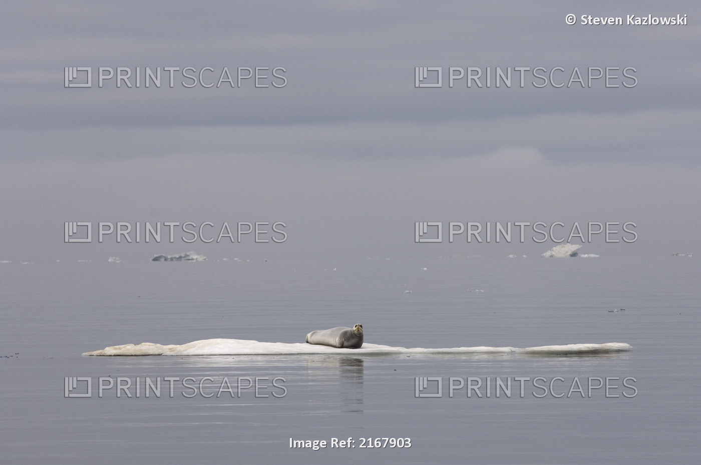 Bearded Seal Resting On An Ice Floe In The Beaufort Sea, Arctic Ocean, Alaska