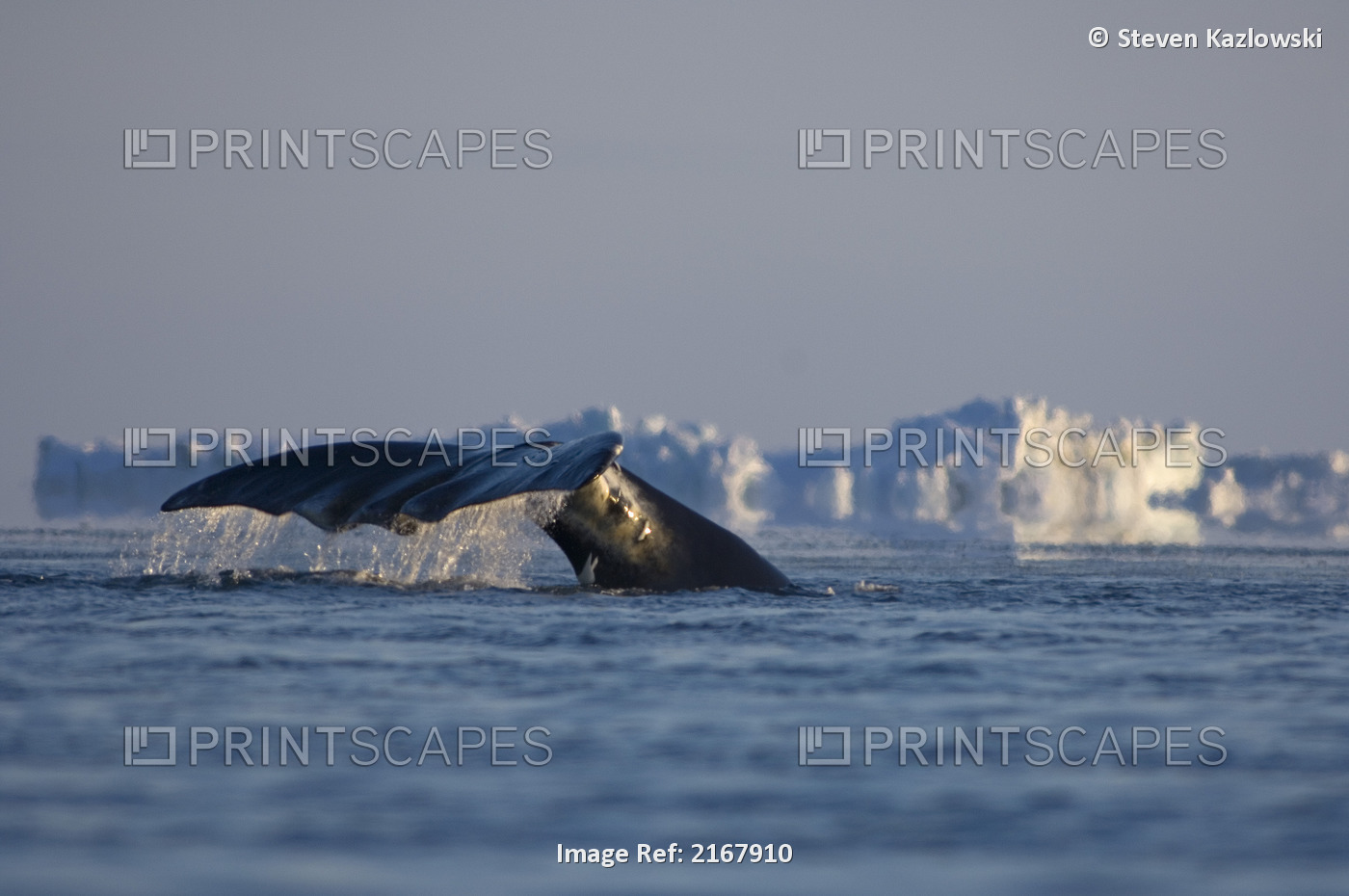 Bowhead Whale Surfaces In An Open Lead In The Chukchi Sea Near Point Barrow In ...