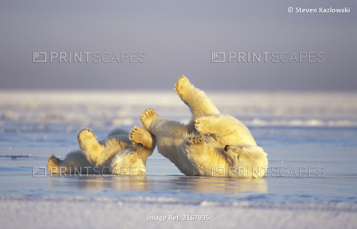 Polar Bear Sow & Cub Slide On Backs On Ice Anwr Ak Winter