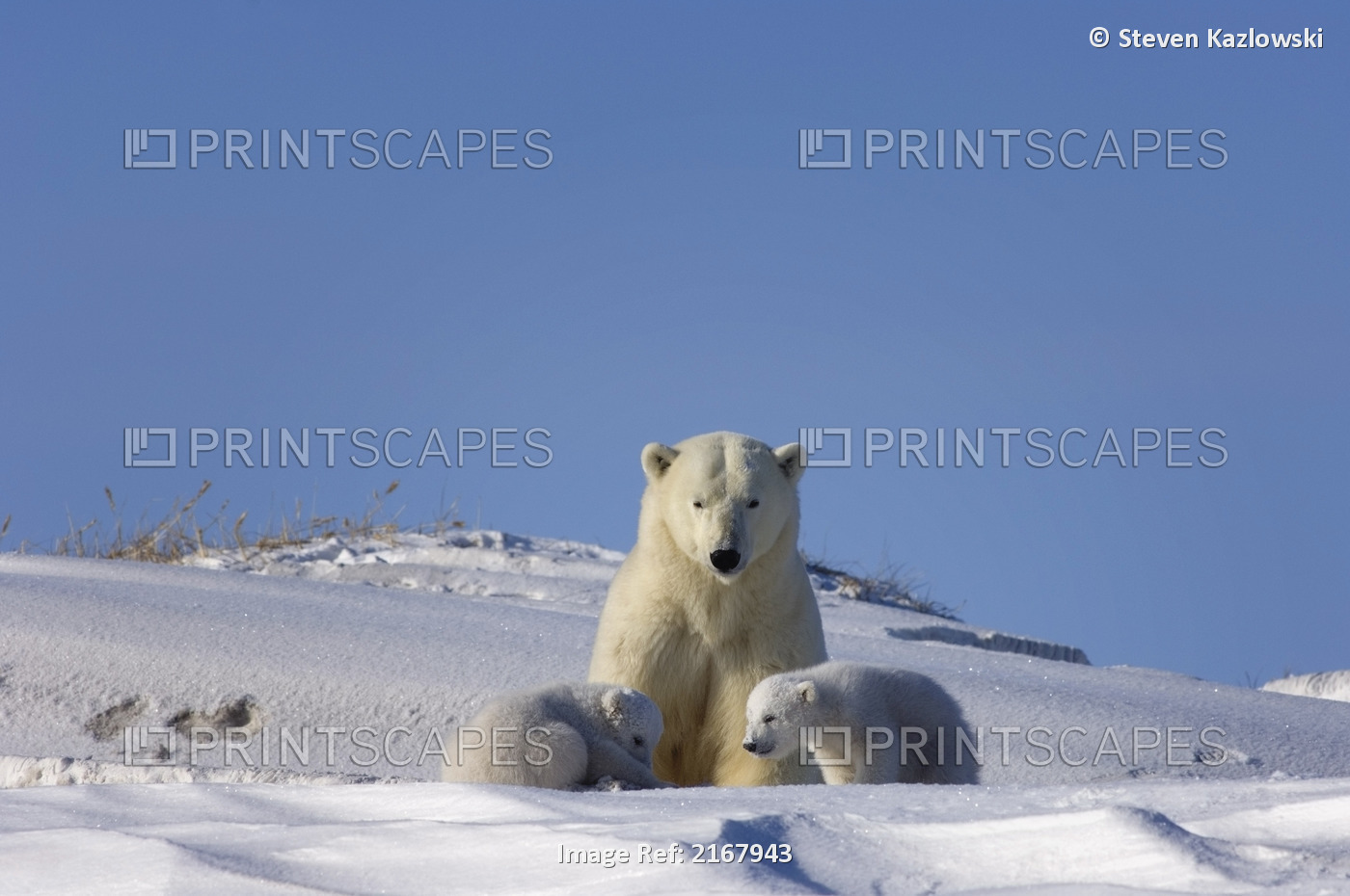 Polar Bear Sow Playing With Newborn Cubs Arctic Coast Canning River Anwr Alaska