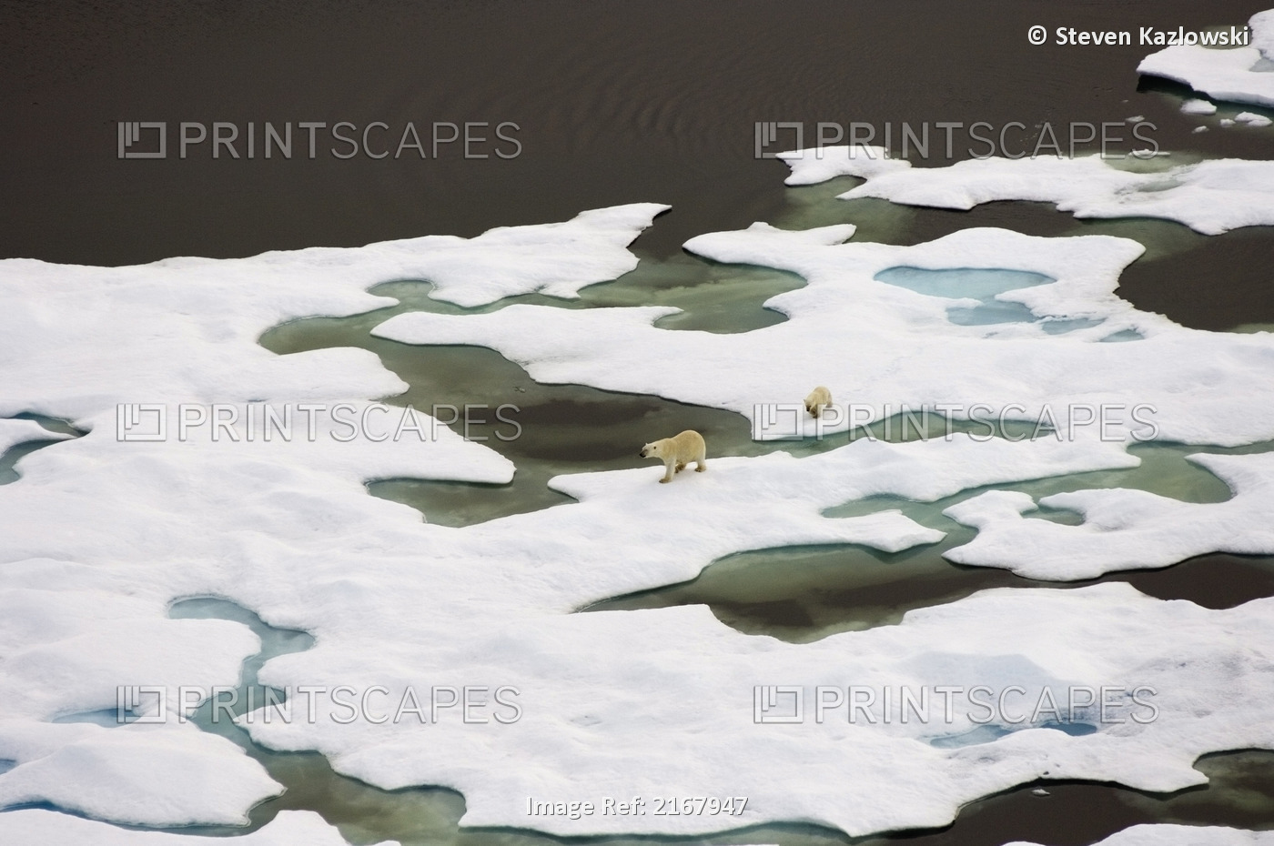 Aerial Polar Bear Sow & Cub On Multi-Layer Ice *Pans* Along Arctic Coast Where ...