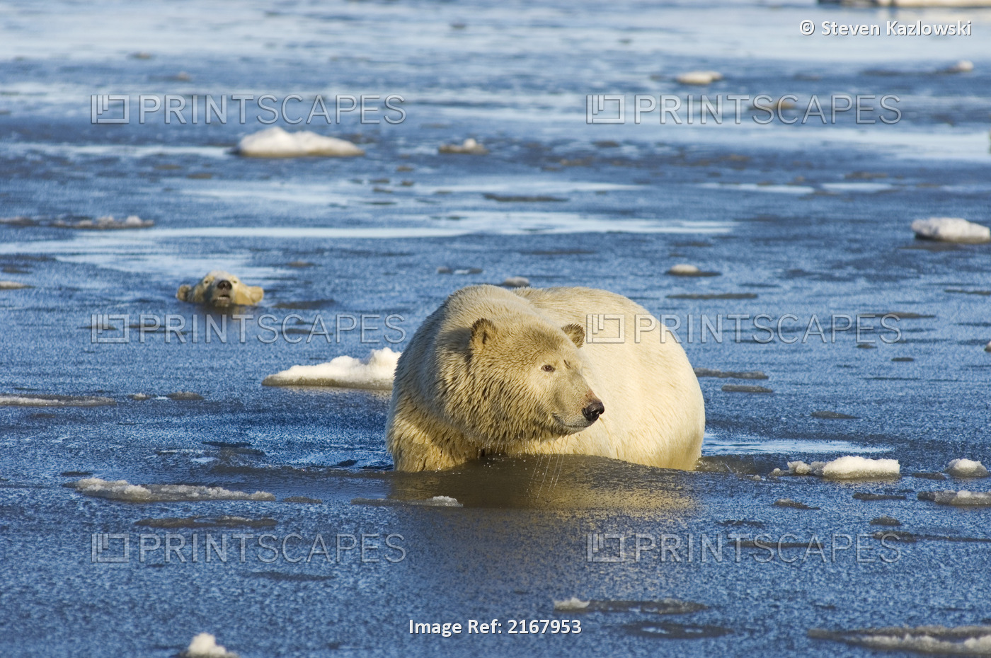 Polar Bear Sow With Cubs Swims In The Water And Ice Along The 1002 Coastal ...
