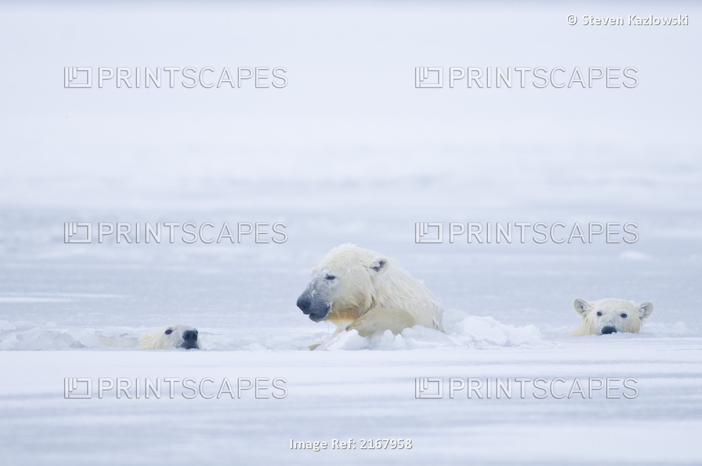 Pair Of Polar Bear Cubs Play In Newly Forming Pack Ice Along The Arctic Coast, ...