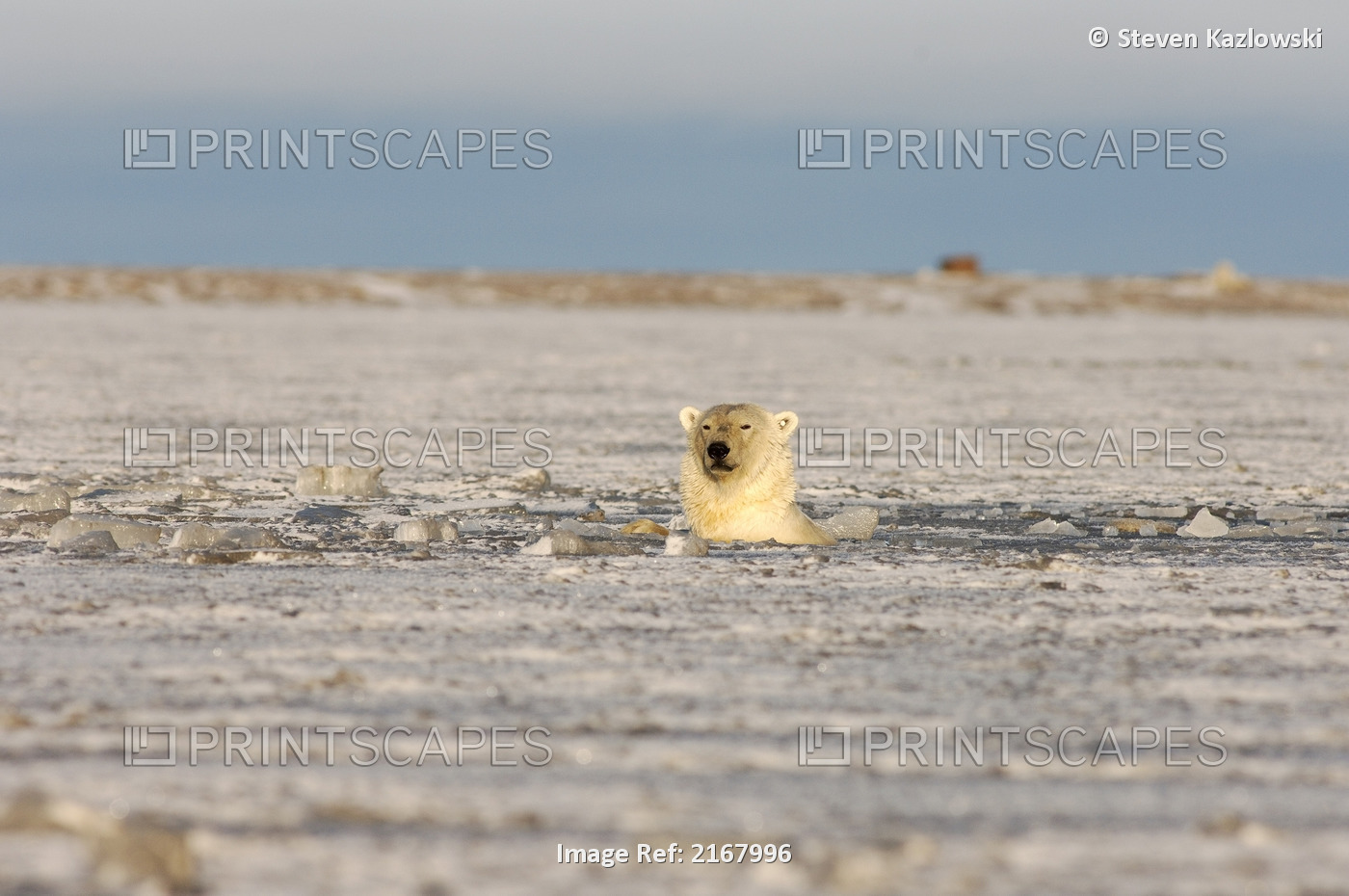 Polar Bear Leaping Out Of Water And Pouncing On Walrus Flipper Coastal Plain ...