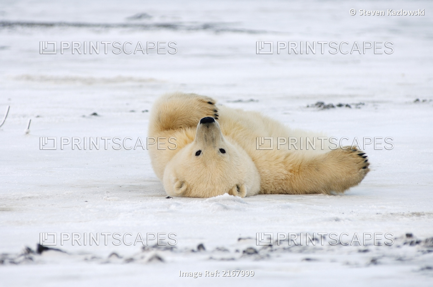 Polar Bear Rolling Around On The Pack Ice Coastal Plain Of The Anwr Alaska