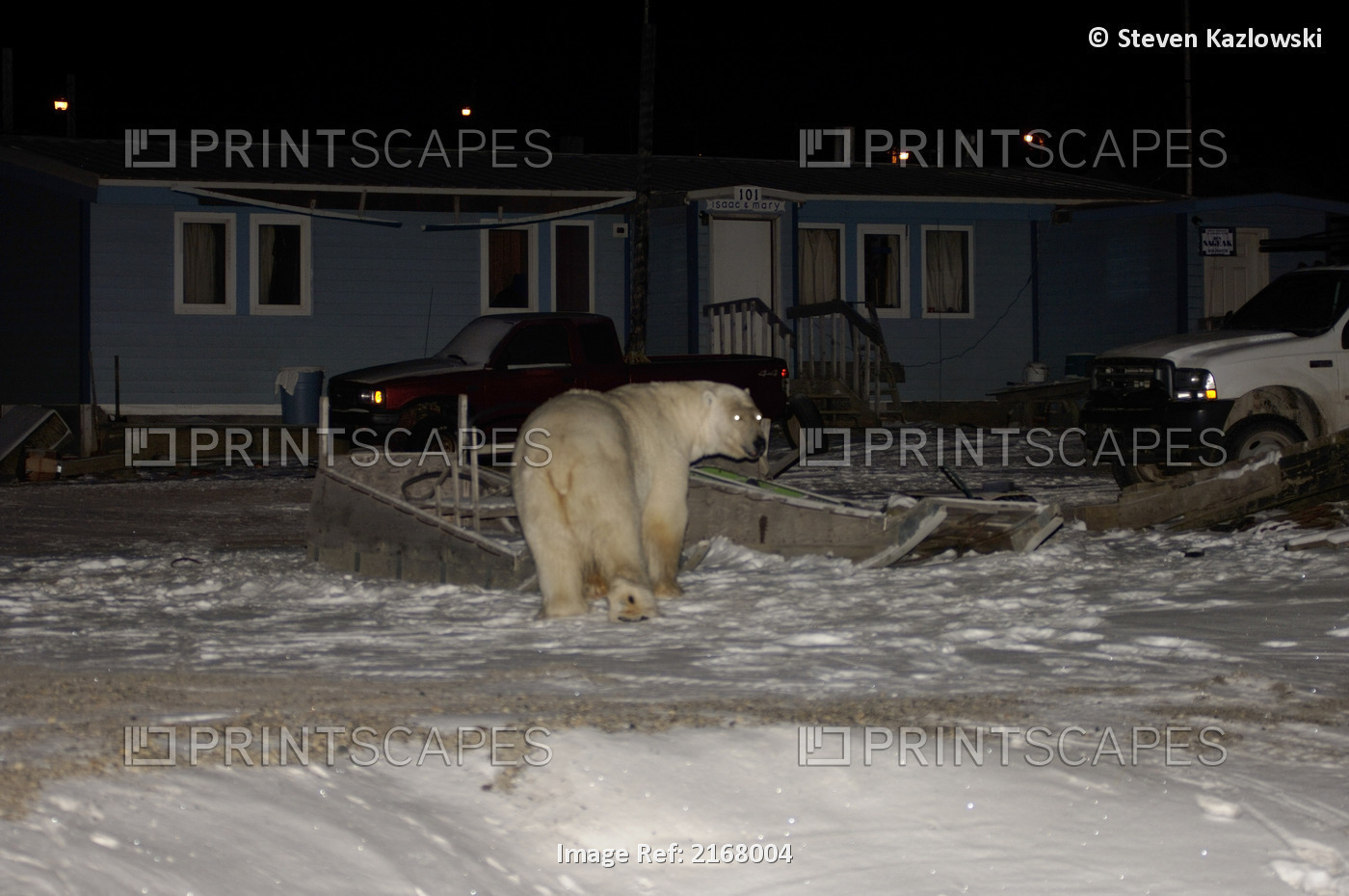 Polar Bear Walking Through Village Of Kaktovik At Night Barter Island Anwr ...