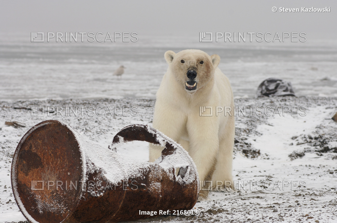 Polar Bear, Dirty After Eating, Stands Next To A Rusting Barrel On The Beach Of ...