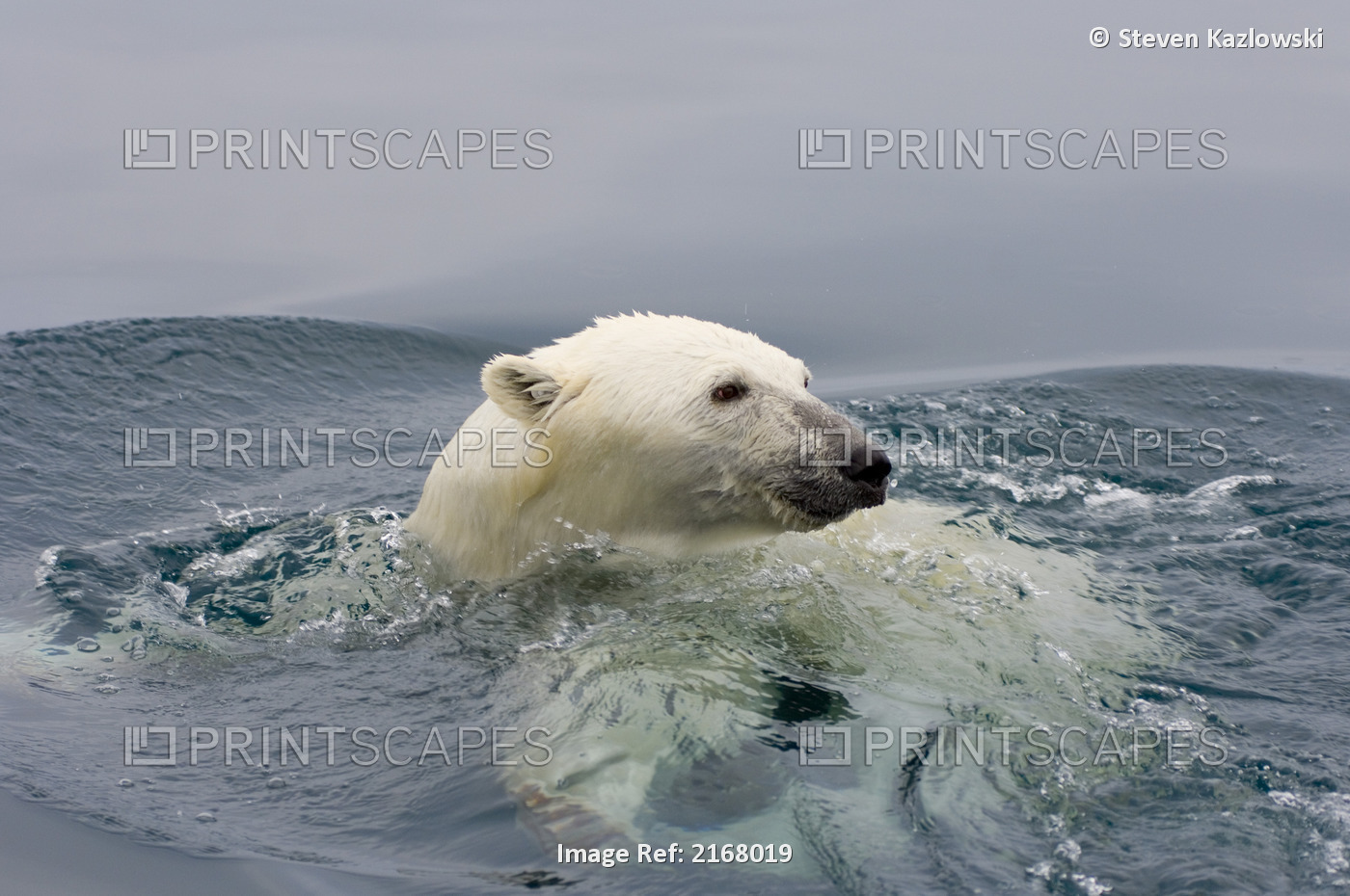 Polar Bear Swims In Arctic Ocean Near Thin Ice, Alaska