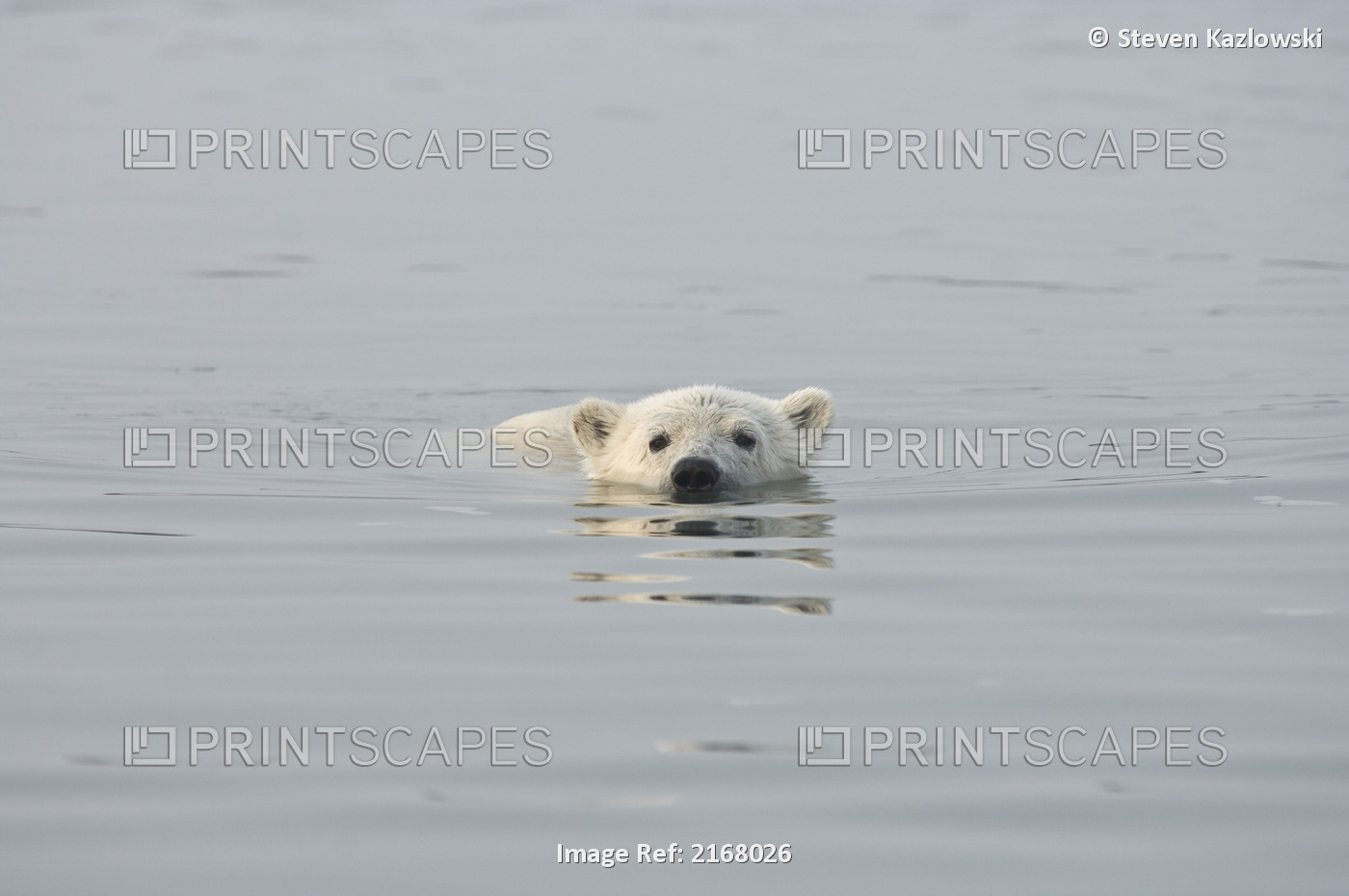 Polar Bear Swims Off The Coast Of The Arctic National Wildlife Refuge, Alaska