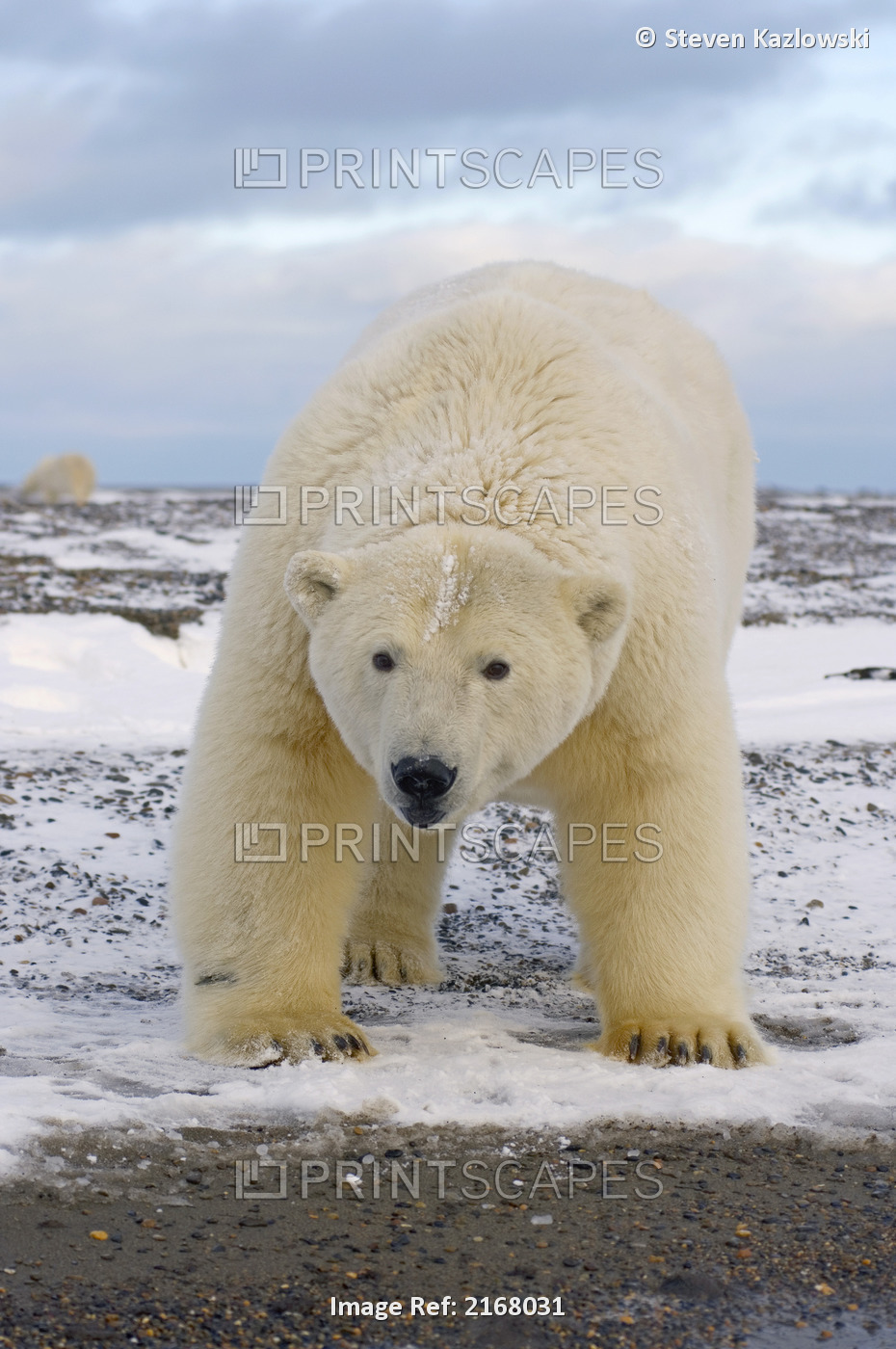 Female Polar Bear Waits On A Barrier Island Off The Arctic National Wildlife ...
