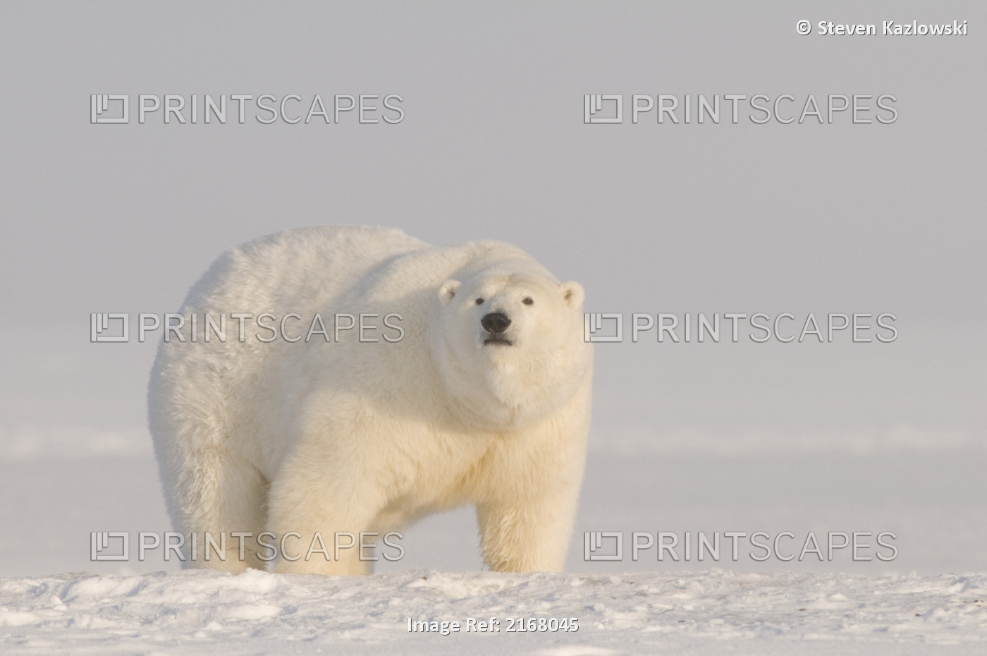 Adult Female Polar Bear Walks Along The Pack Ice Along The Arctic Coast, Arctic ...