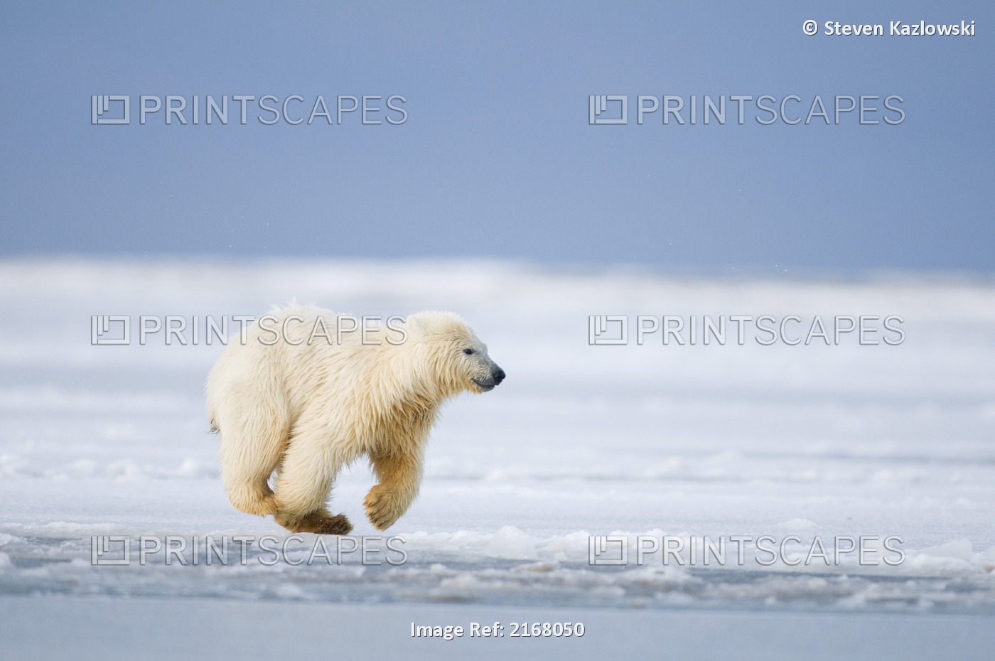 Young Polar Bear Cub Plays In Newly Forming Slushy Pack Ice Along The Arctic ...