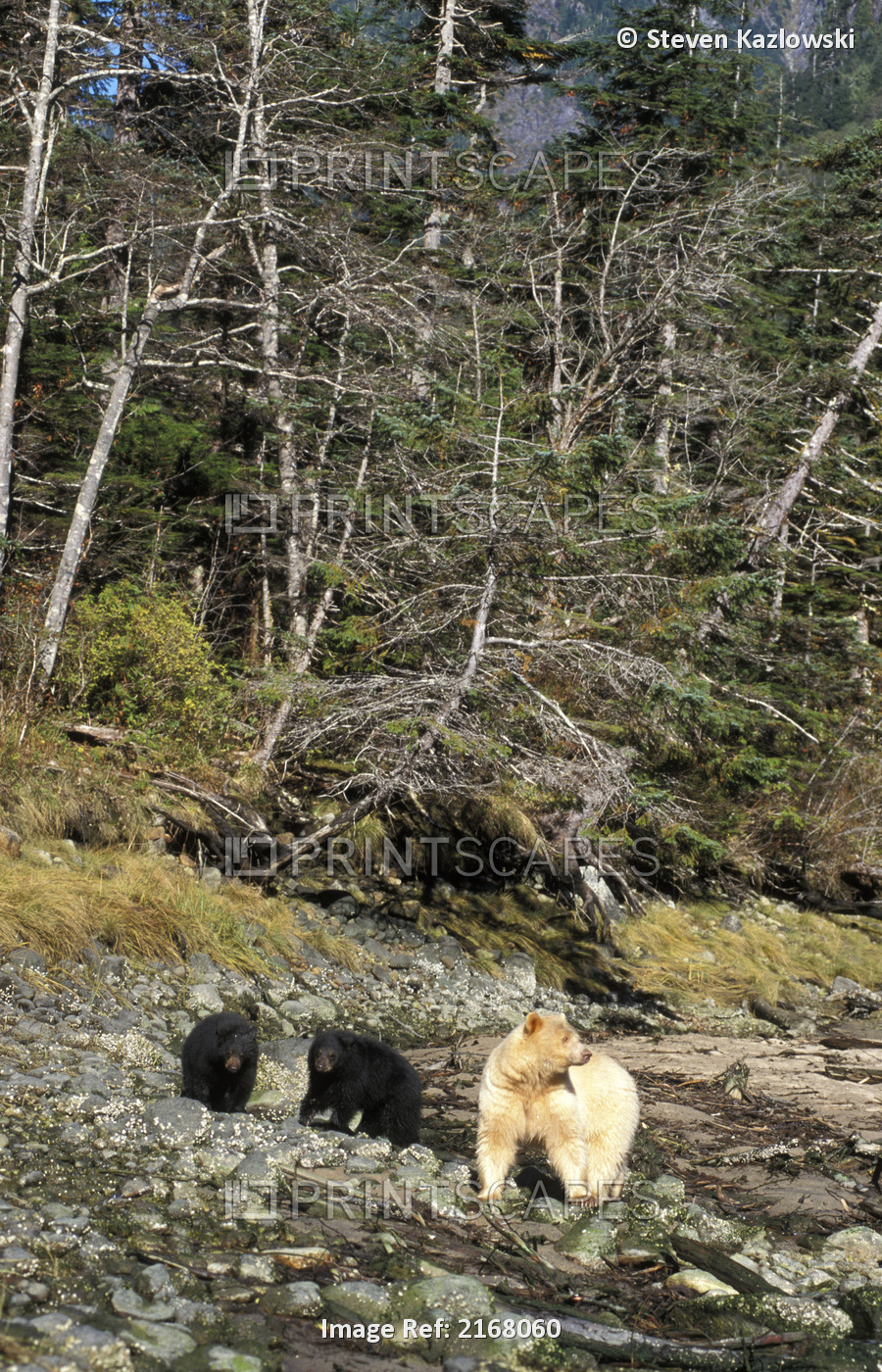 Spirit Bear/White Black Bear Sow & Cubs Bc Canada Summer