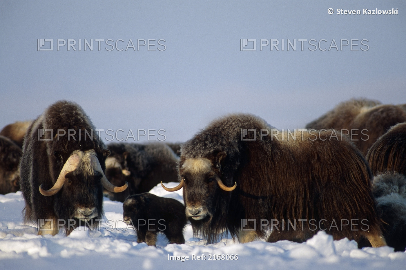Musk Ox Herd On Tundra Anwr Alaska Winter