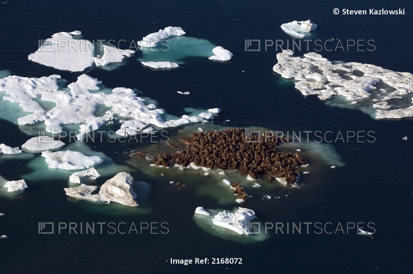 Aerial Of Walrus Cows & Bulls & Calves Hauled Out On Pack Ice Betweek Chukchi & ...
