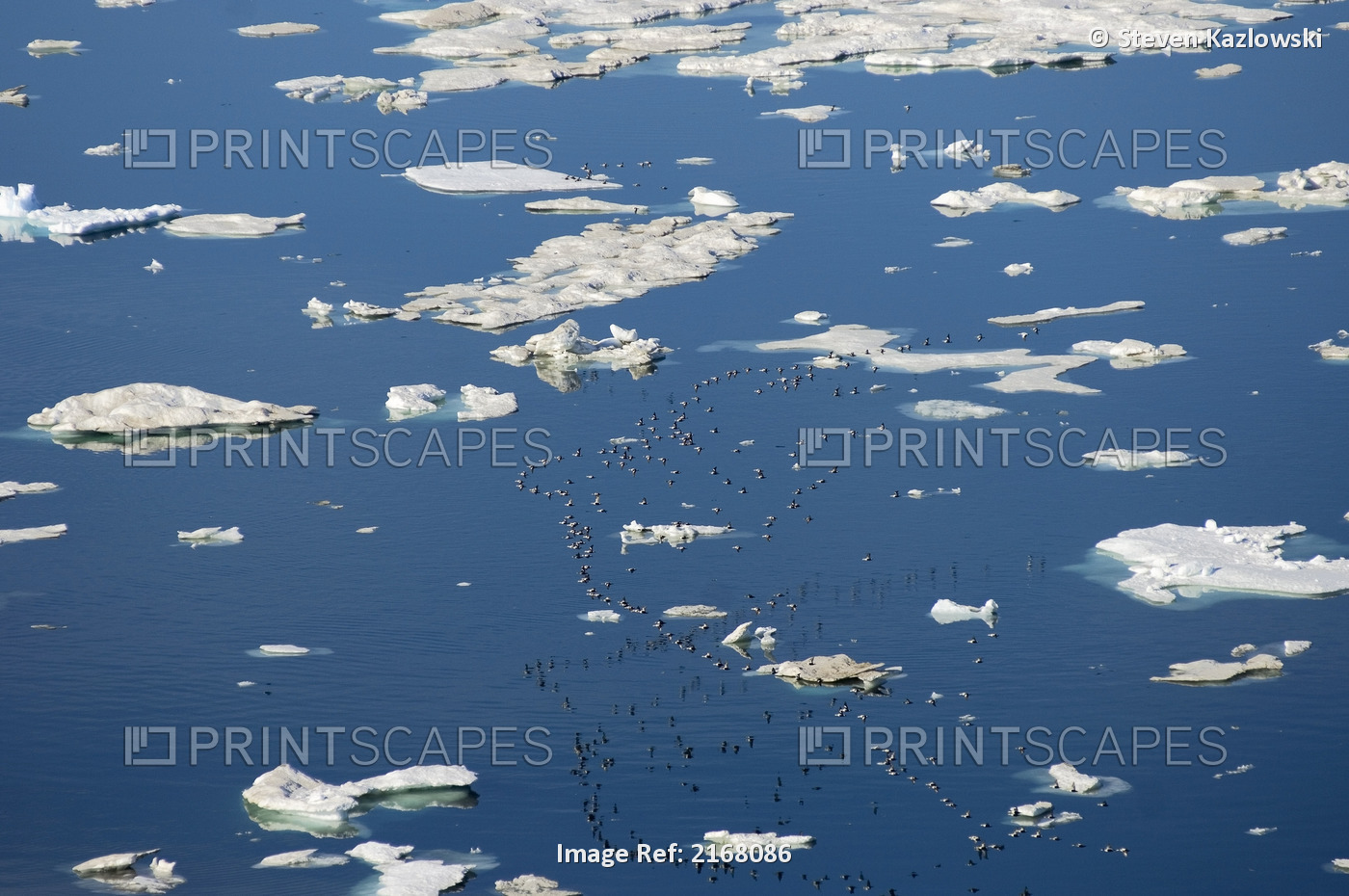 Aerial View Of Murres In Flight Over Chukchi Sea Arctic Coast Of Alaska Summer