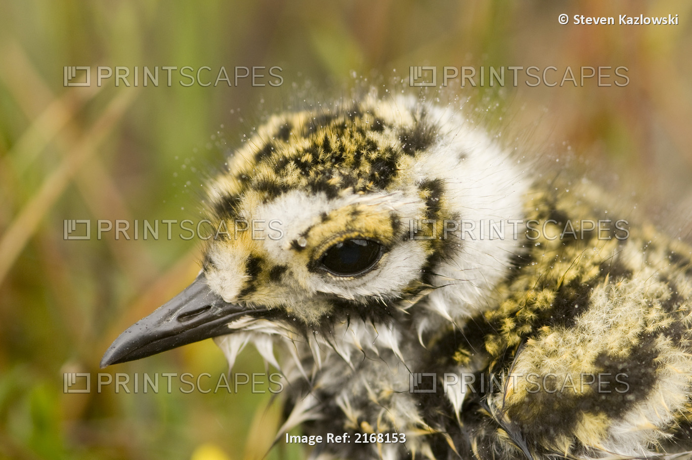Close Up Of A Newly Hatched Plover Chick On The 1002 Coastal Plain Of The ...