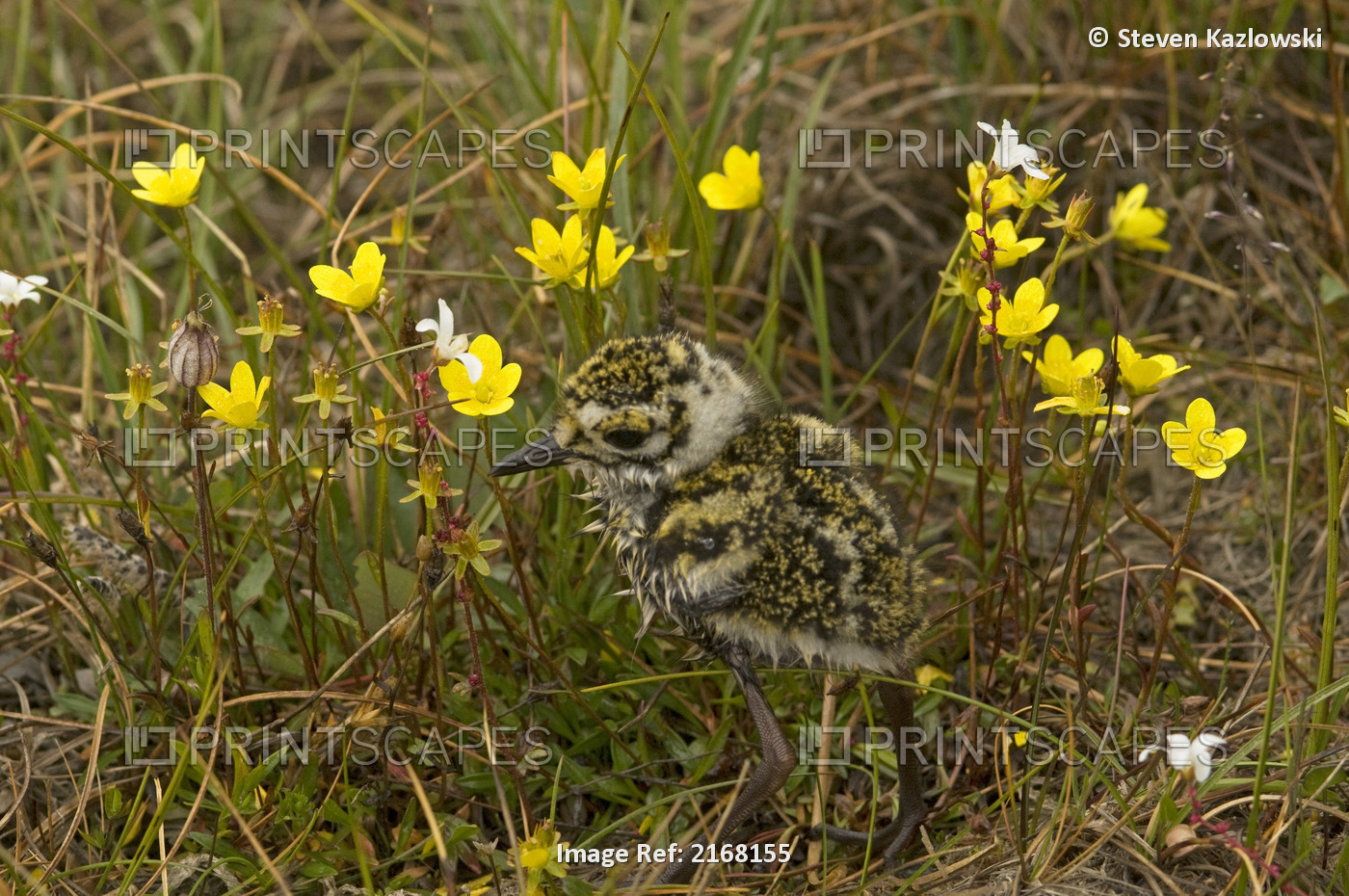 Close Up Of A Newly Hatched Plover Chick On The 1002 Coastal Plain Of The ...