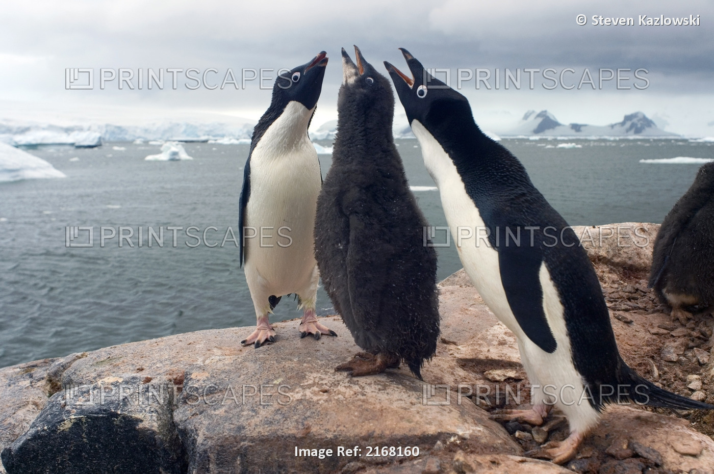 Adelie Penguin Chick Begging Parents For Food On The Western Antarctic ...