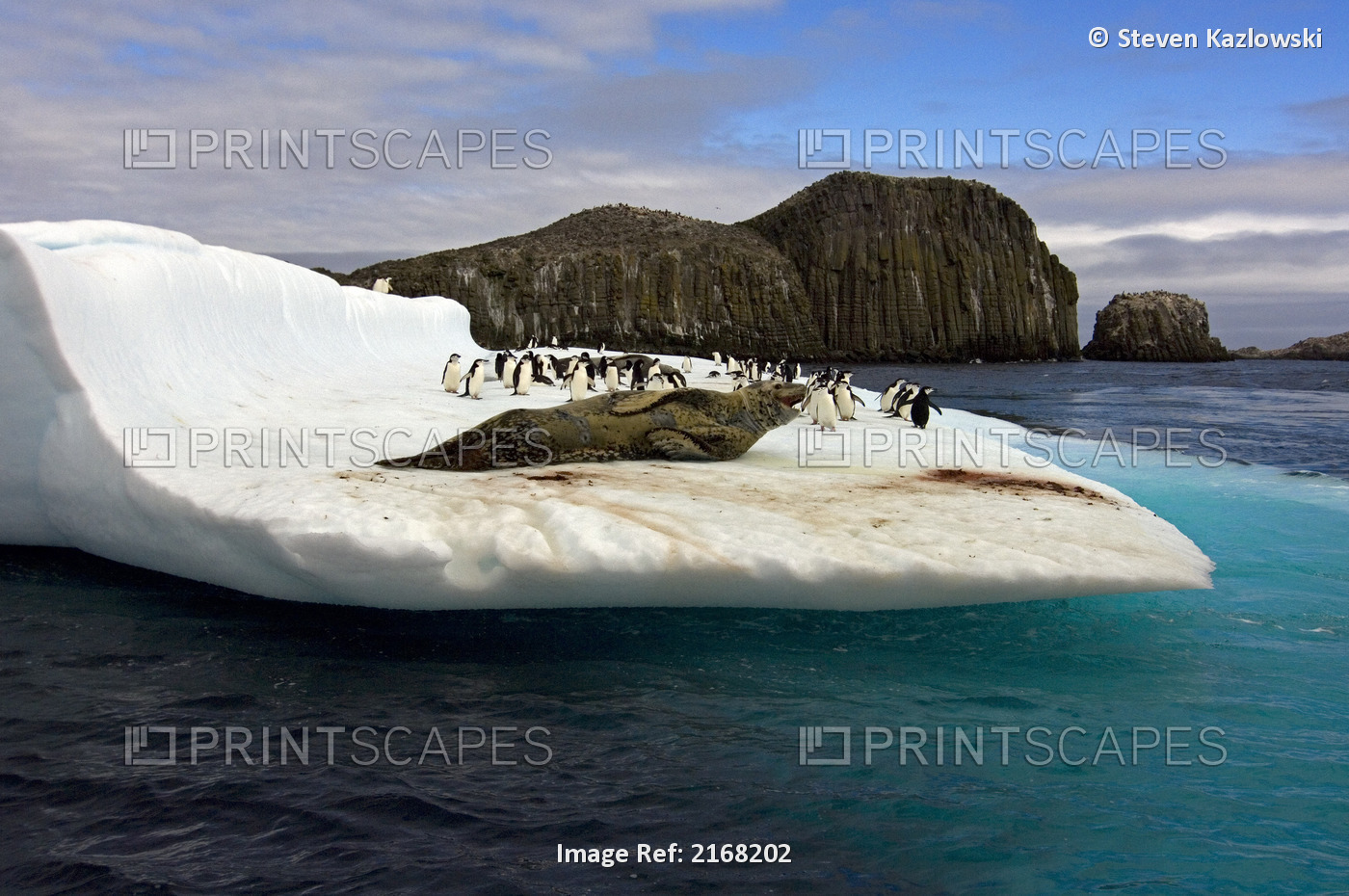 Chinstrap Penguins And Leopard Seal On An Iceberg Off The South Shetland ...
