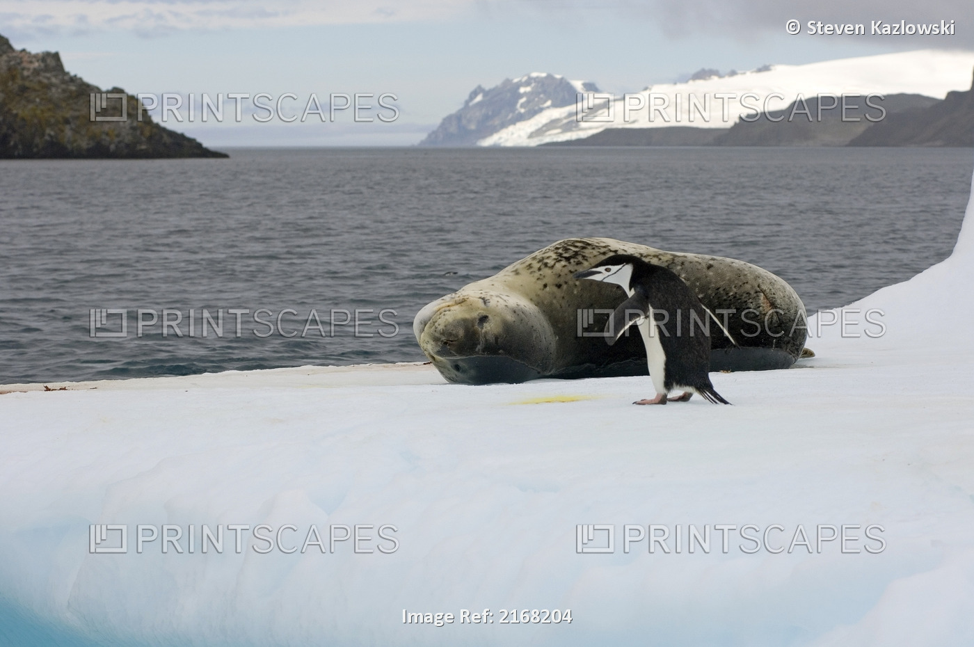 Chinstrap Penguin Standing In Front Of A Leopard Seal On An Iceberg Off The ...