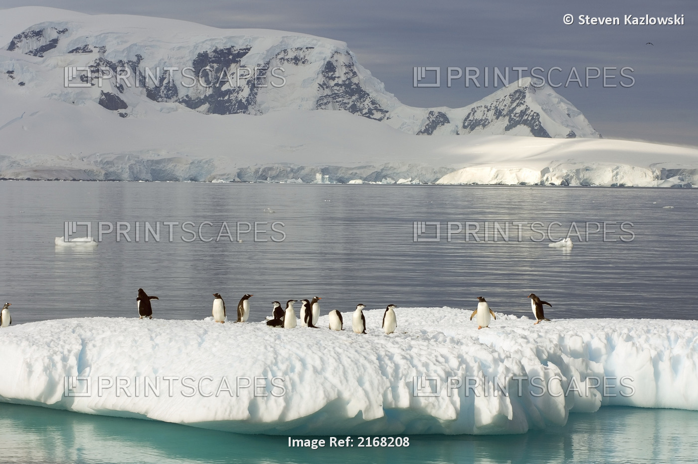 Chinstrap Penguins And Gentoo Penguins On Glacial Ice Off The Western Antarctic ...