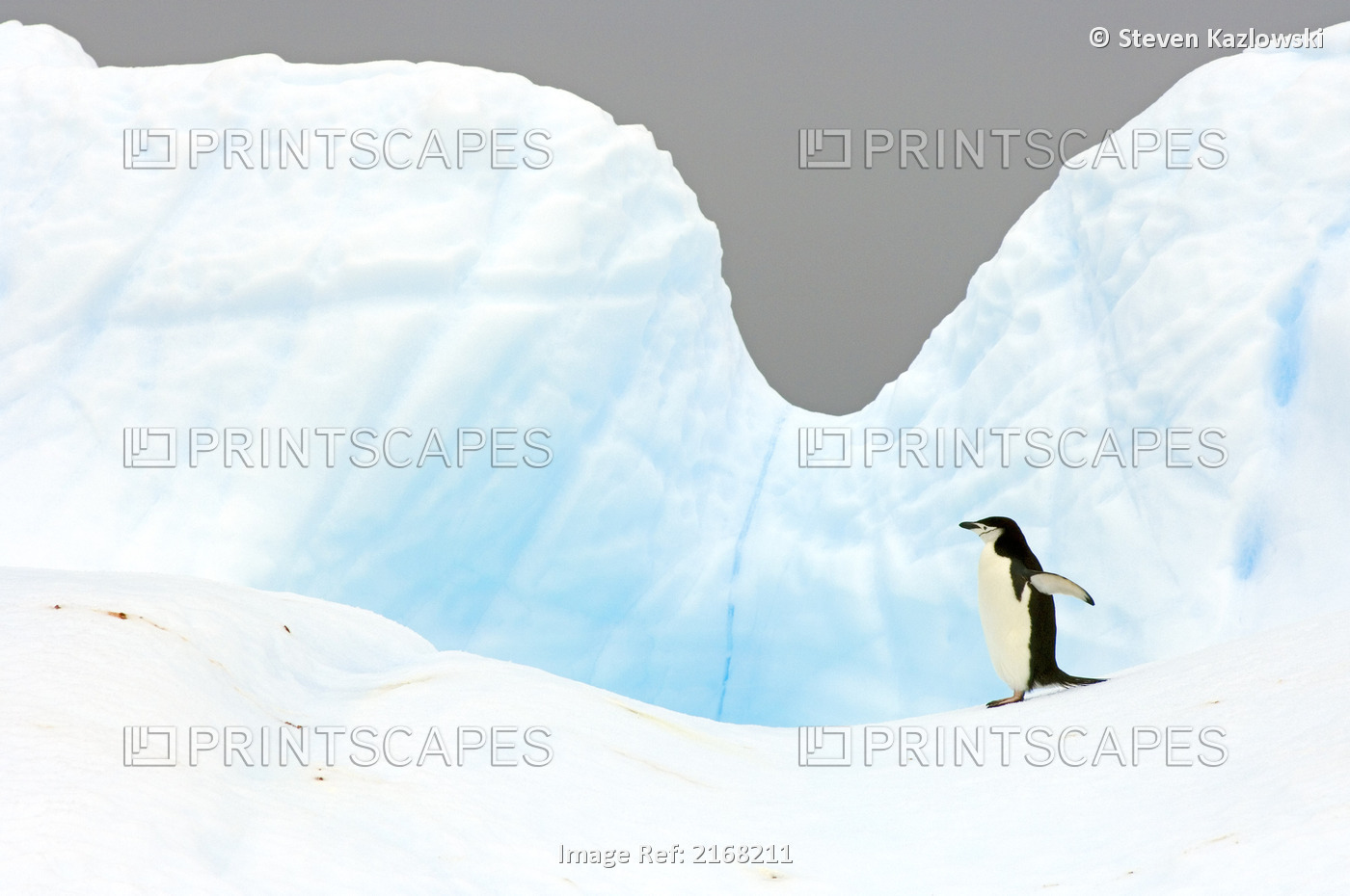 Chinstrap Penguin Walking On Glacial Ice Off The Western Antarctic Peninsula In ...