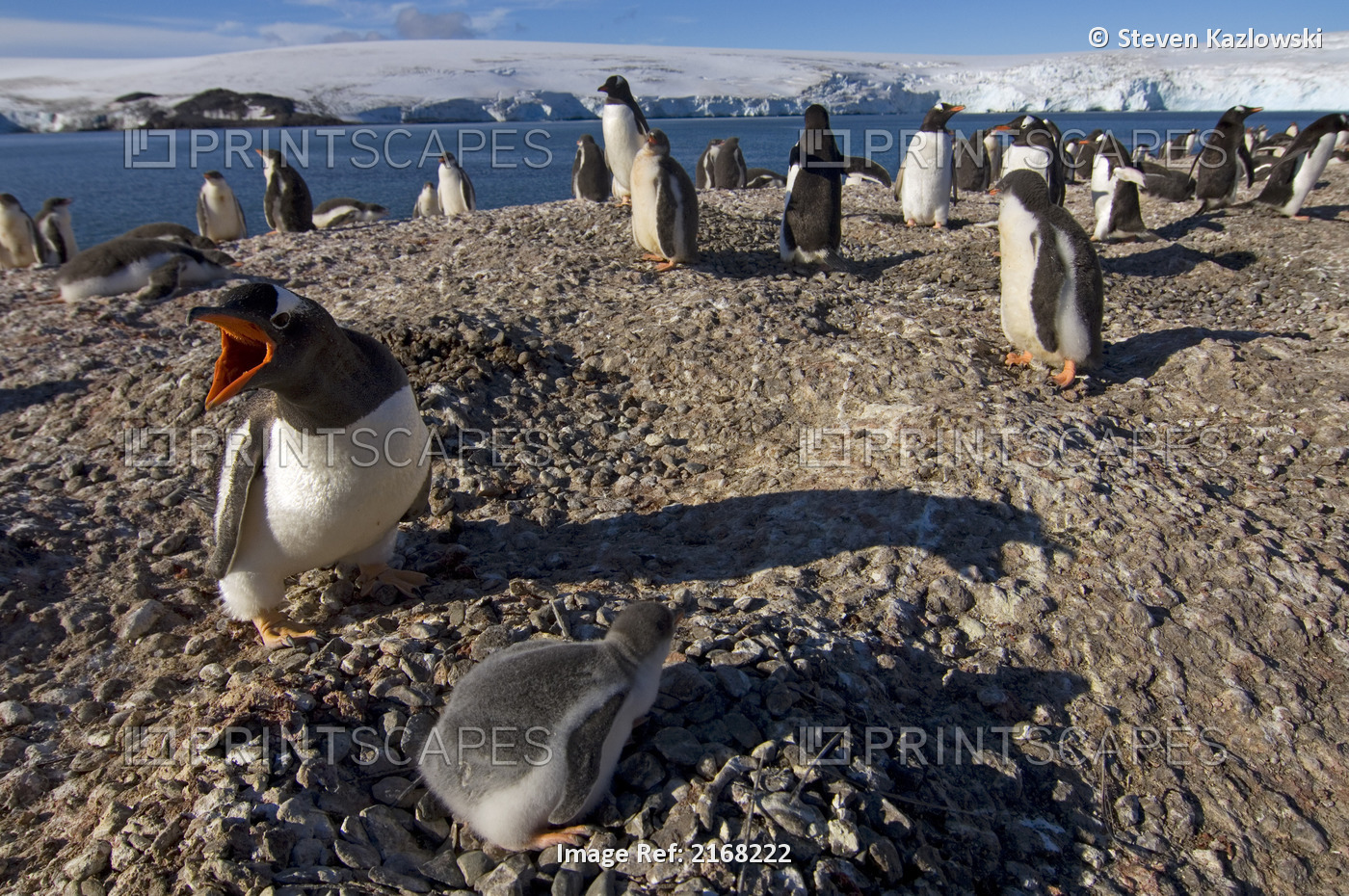 Gentoo Penguin With Chick On Nest On South Shetland Islands Antarctica In The ...