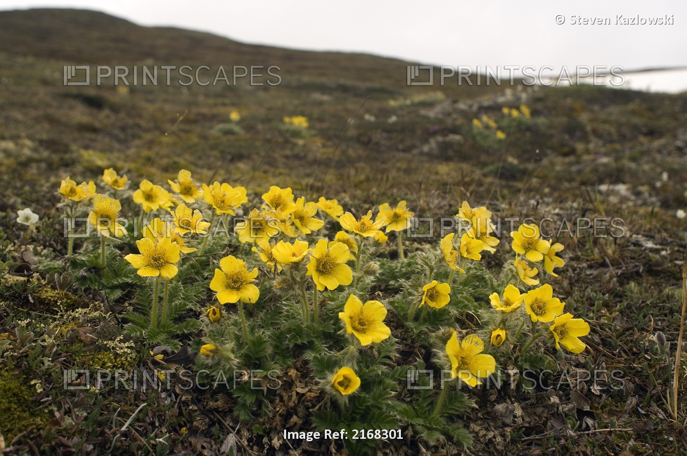 Yellow Glacier Avens Wildflowers On Tundra At Cape Thompson Pt.Hope Alaska