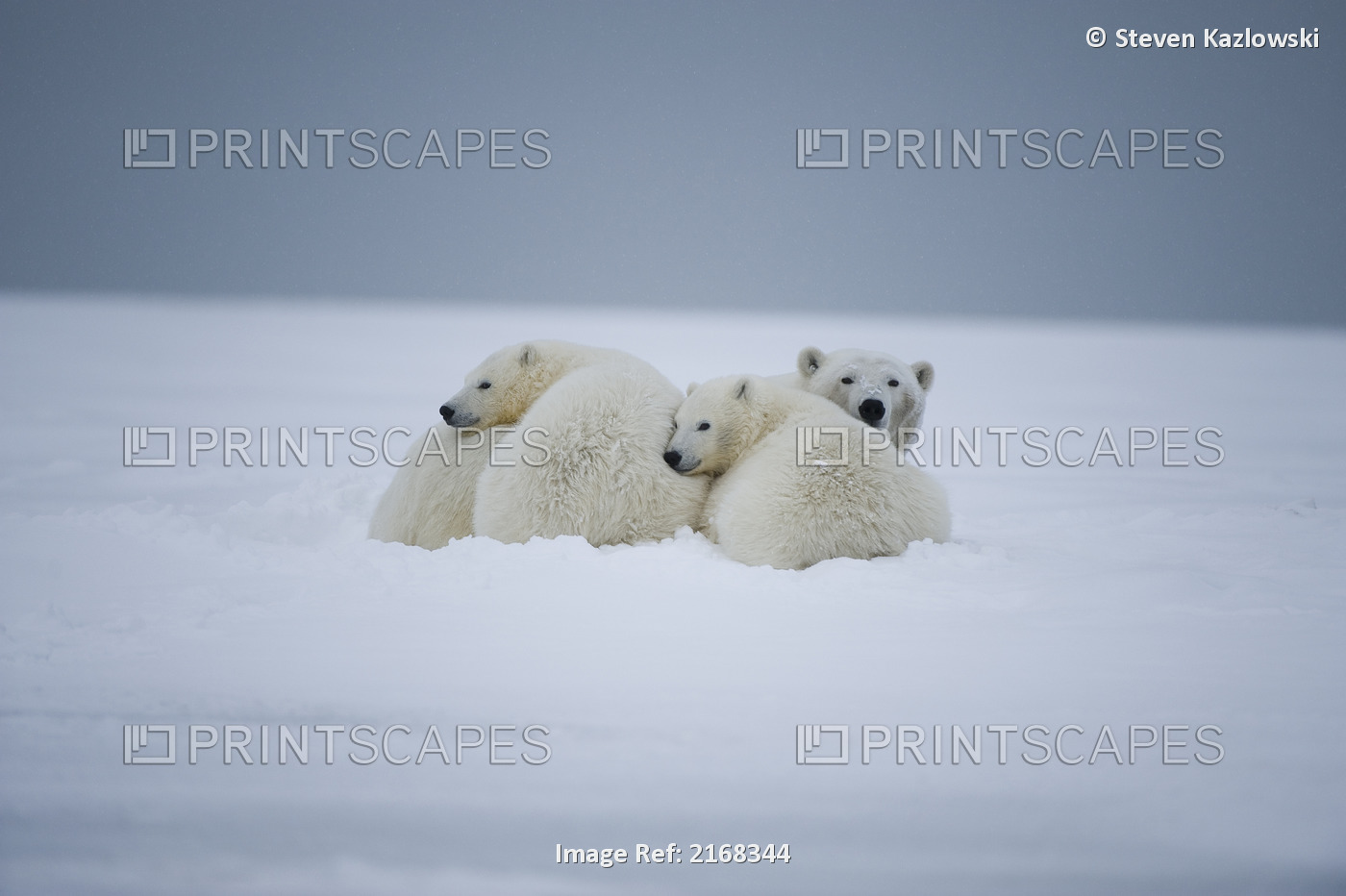 Polar Bear Sow And Cubs Resting On Newly Formed Pack Ice, 1002 Area, Anwr, ...