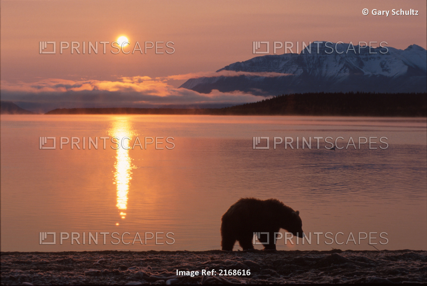 Brown Bear @ Sunrise Naknek Lake Katmai Np Sw Ak Fall /Nmt Katolinat