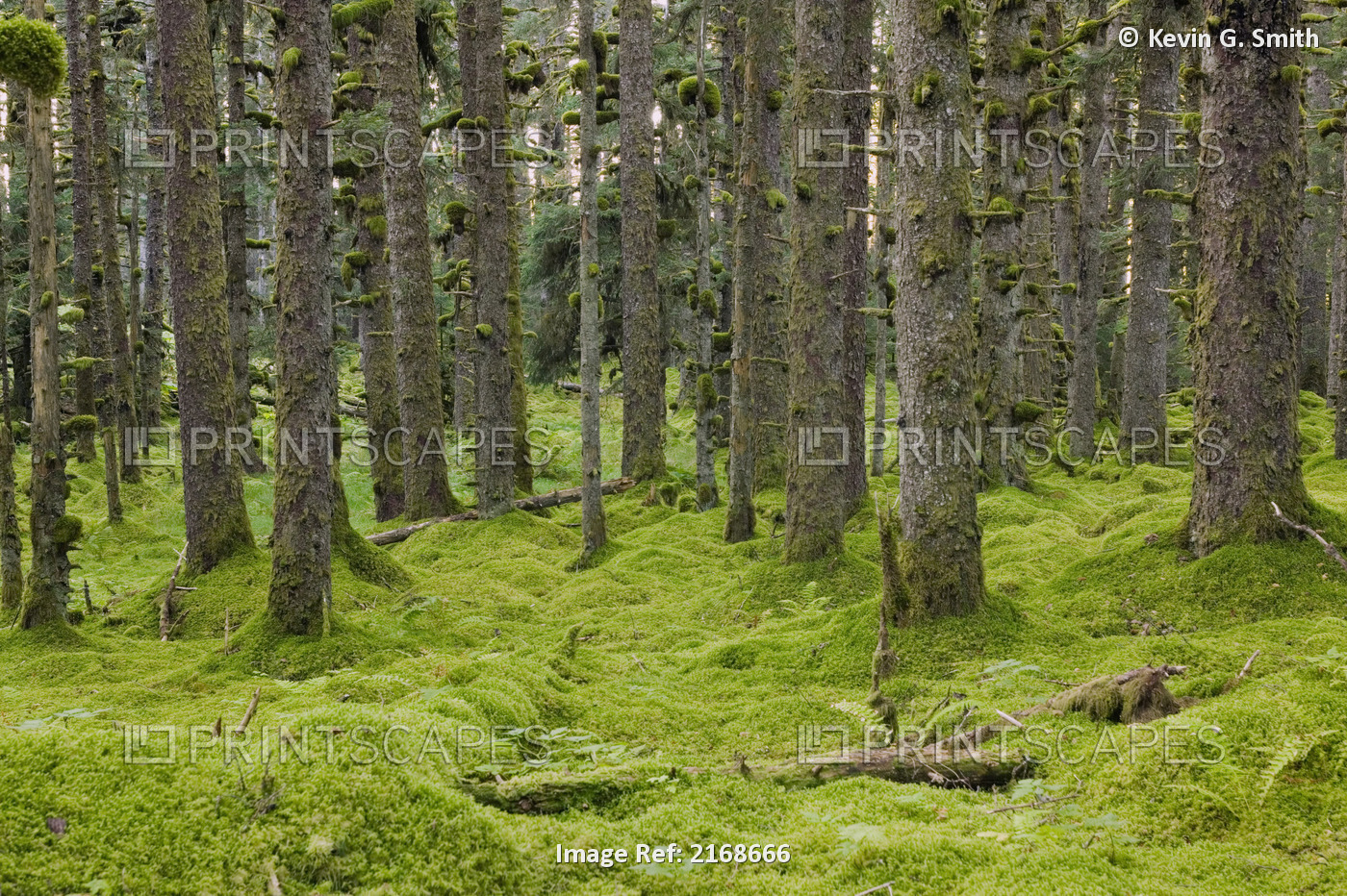 Spruce Forest & Moss Near Coast Kodiak Island Southwest Alaska