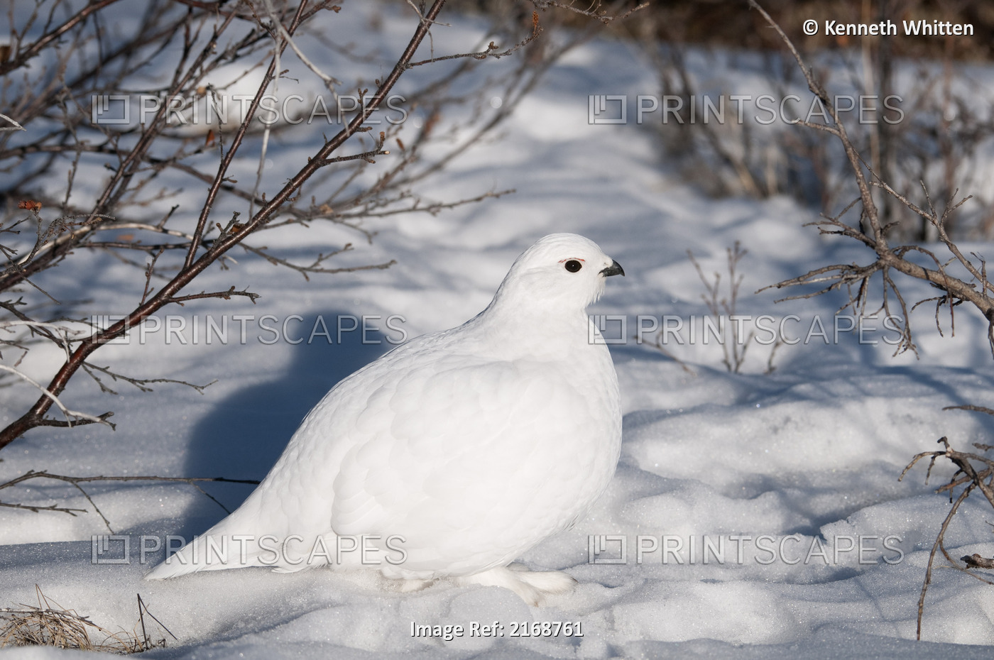 Adult Male Willow Ptarmigan In White Winter Plumage, Denali National Park And ...